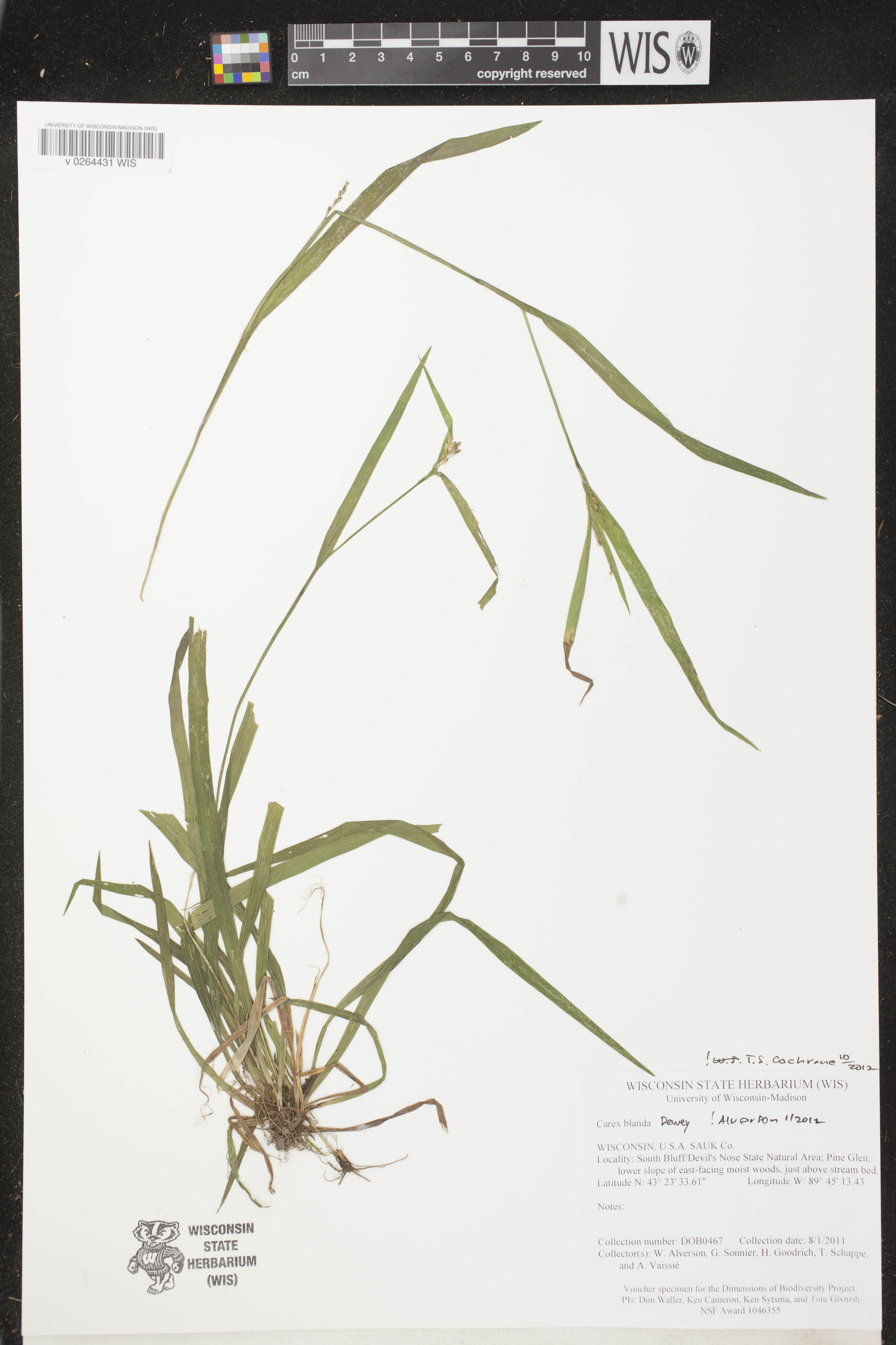 Carex blanda image