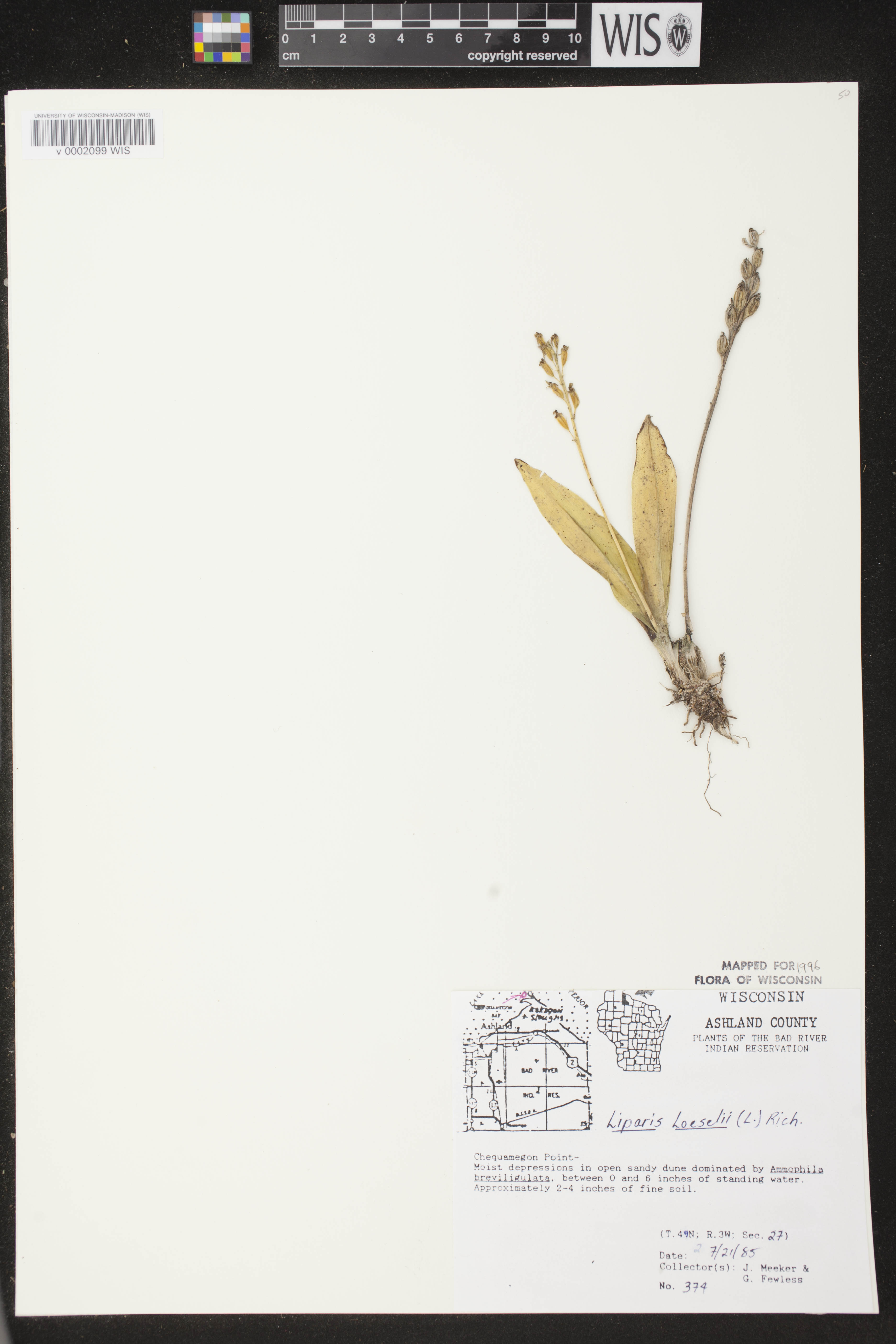 Liparis loeselii image