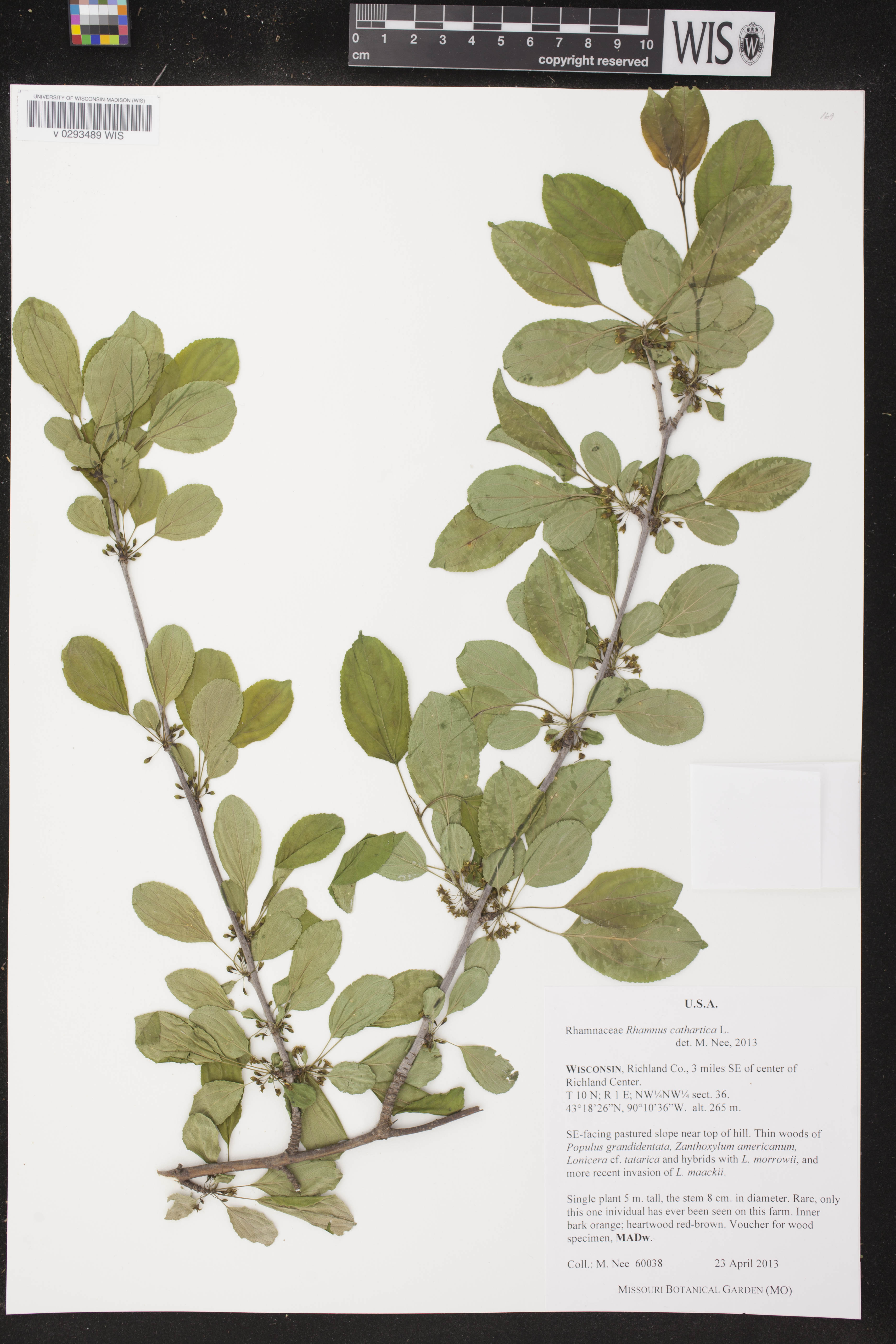 Rhamnus cathartica image