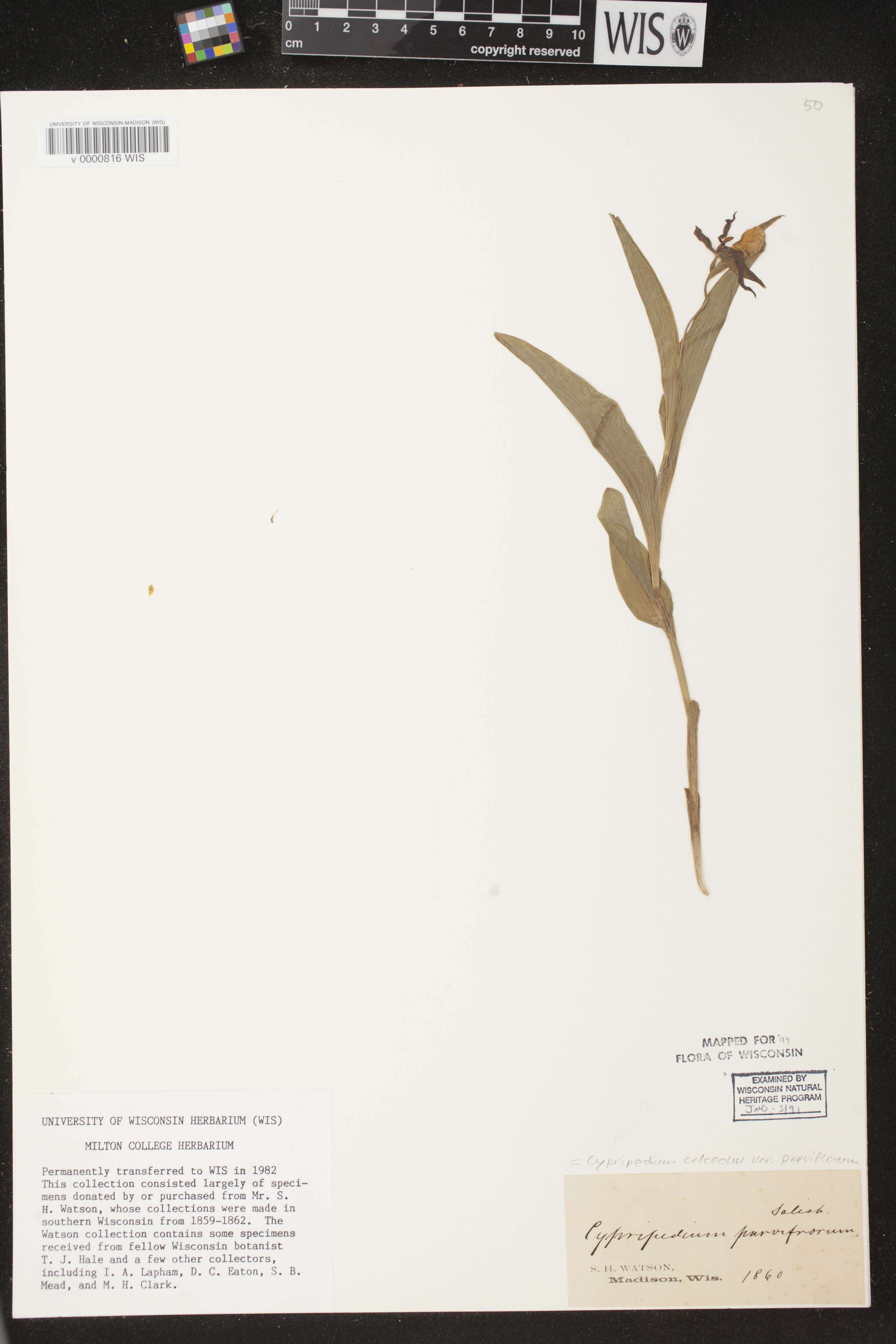 Cypripedium parviflorum var. makasin image