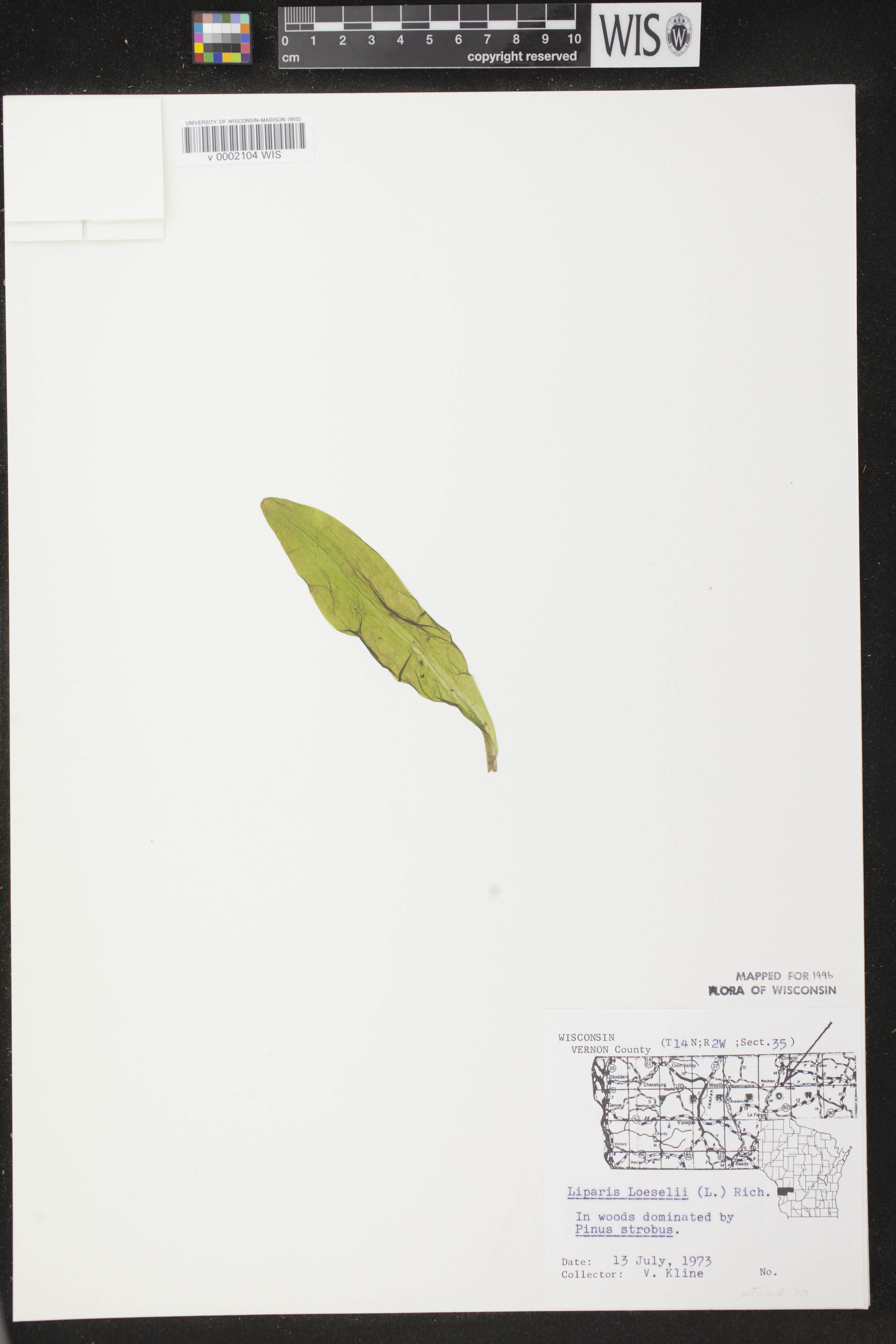 Liparis loeselii image