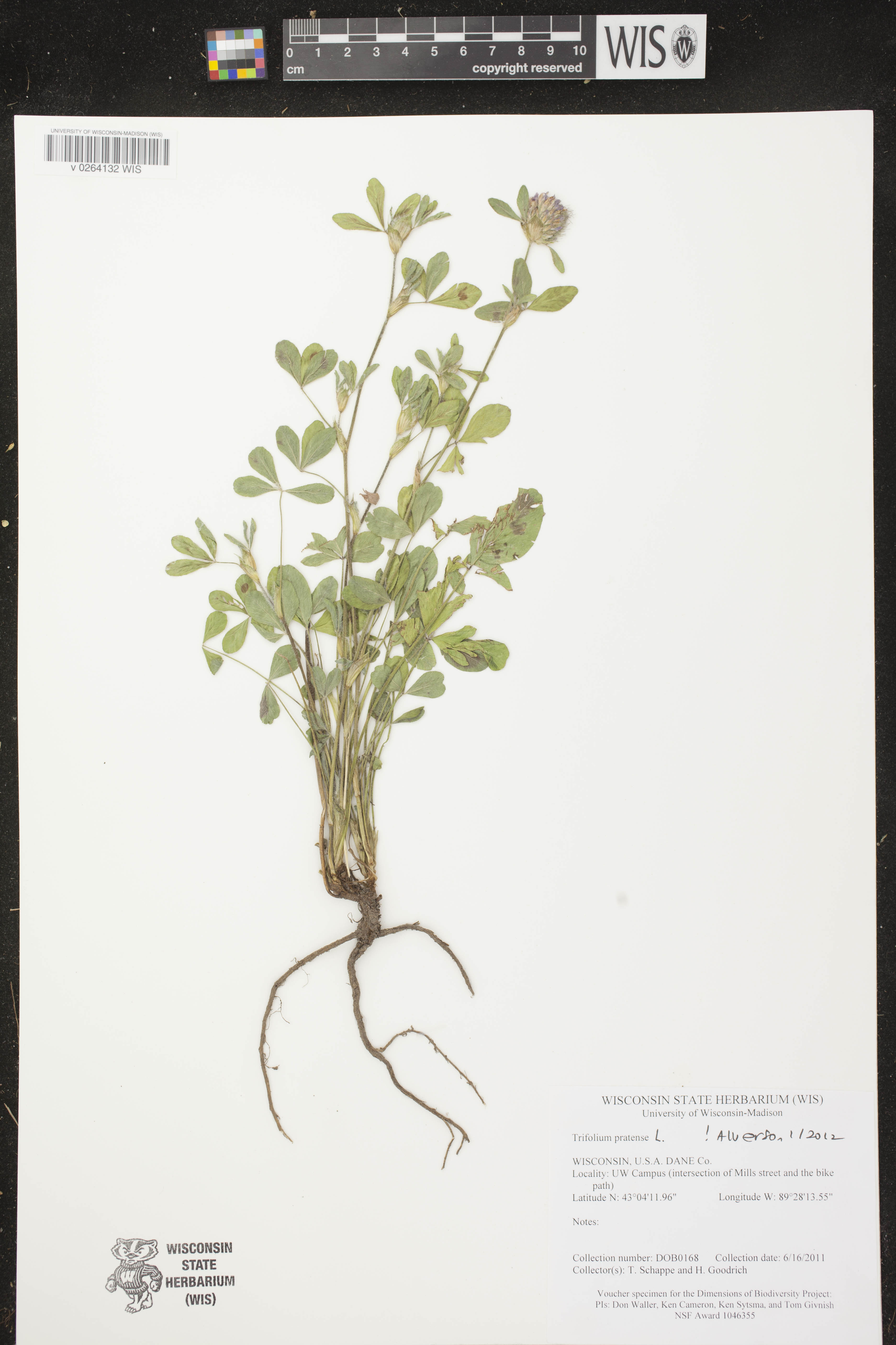 Trifolium pratense image