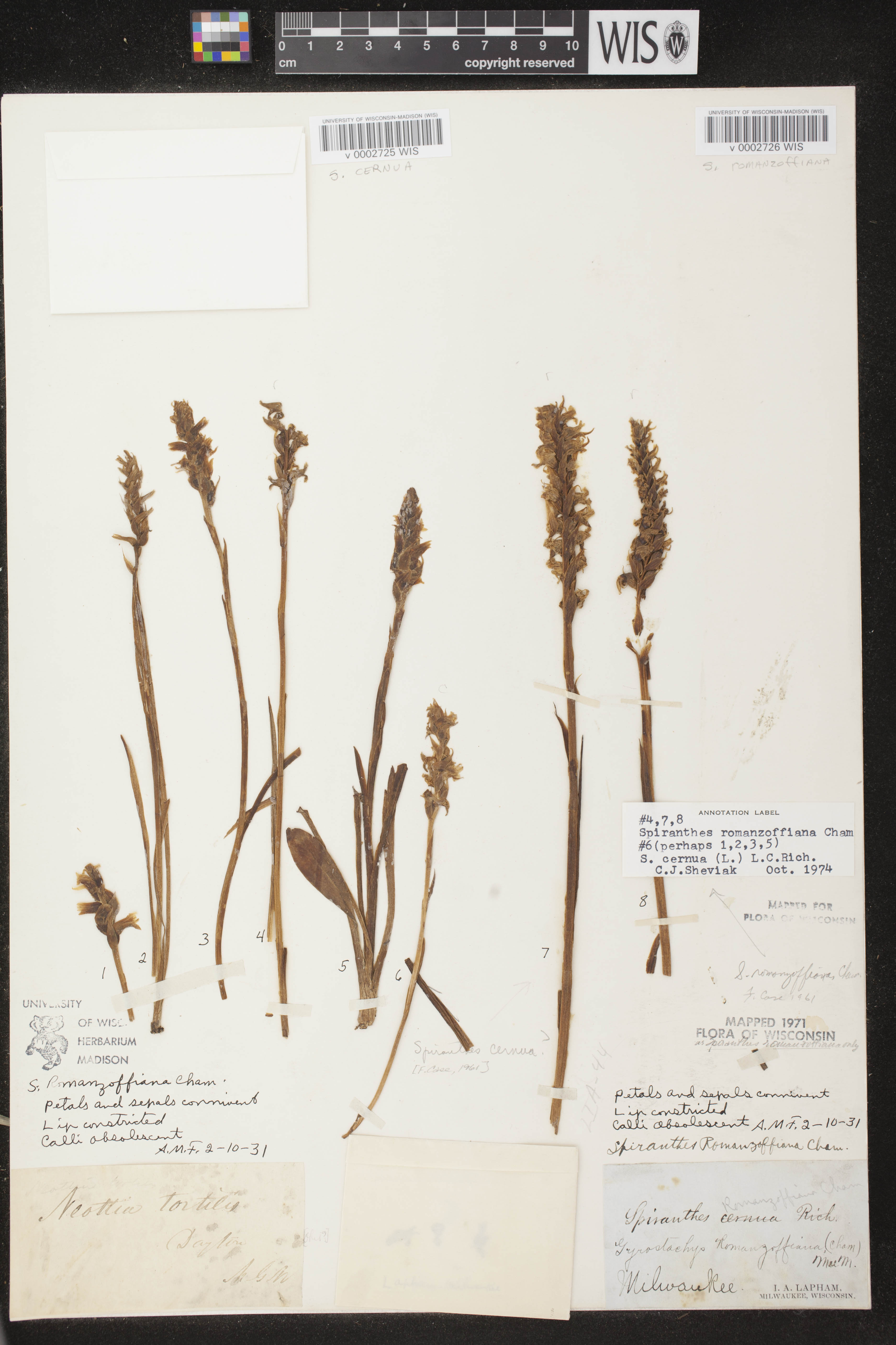 Spiranthes cernua image