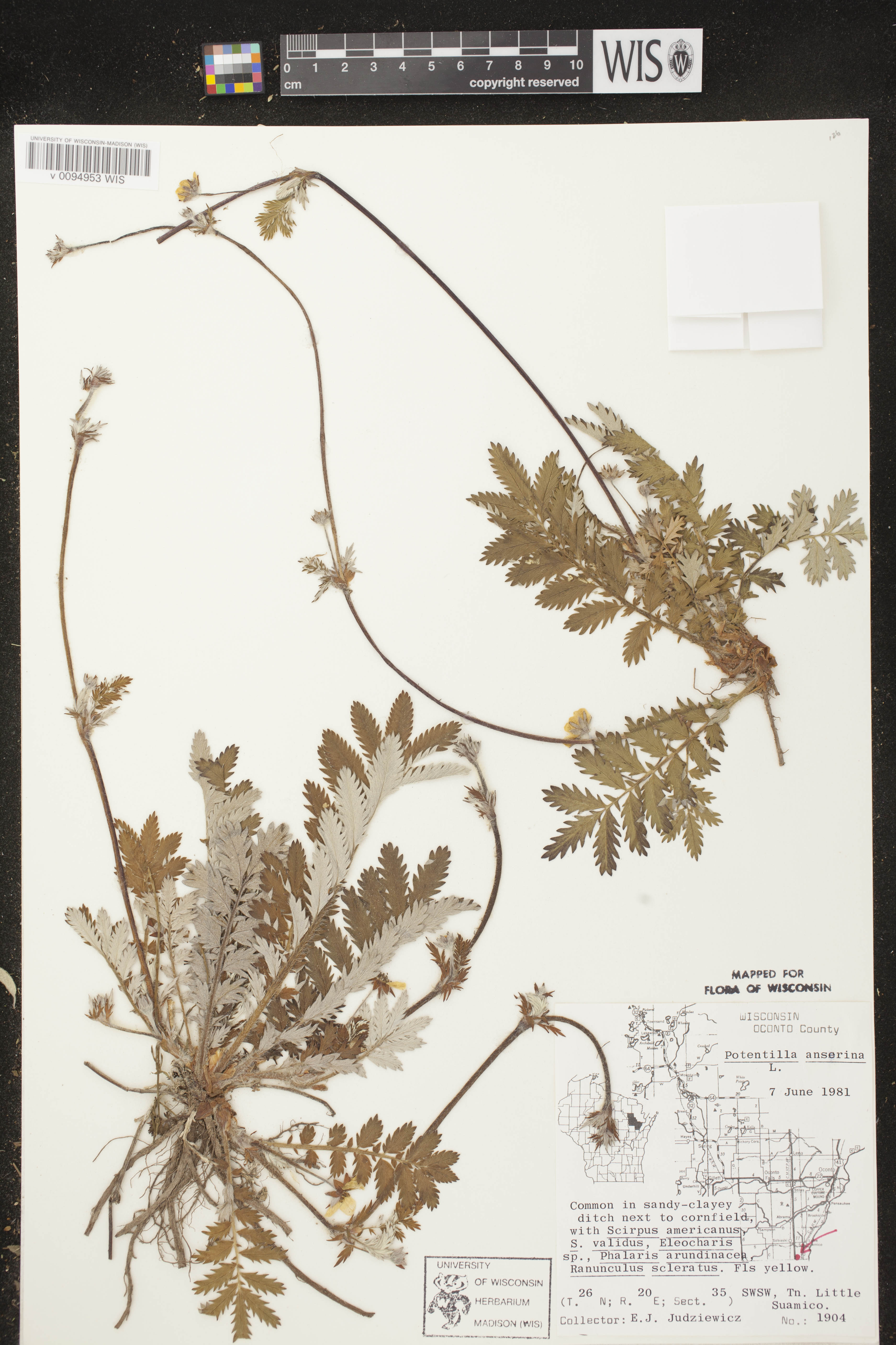 Potentilla anserina subsp. anserina image