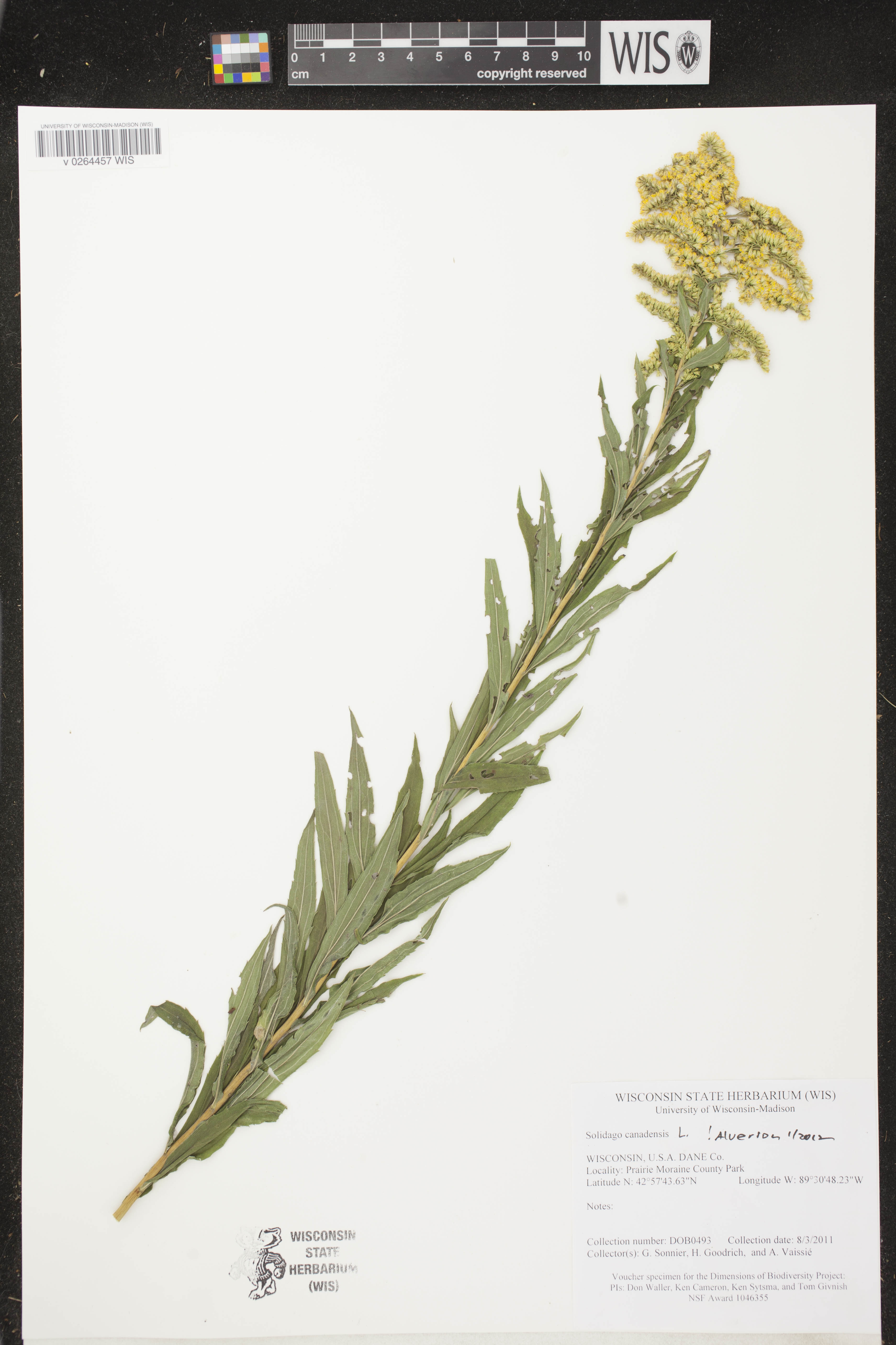 Solidago canadensis image