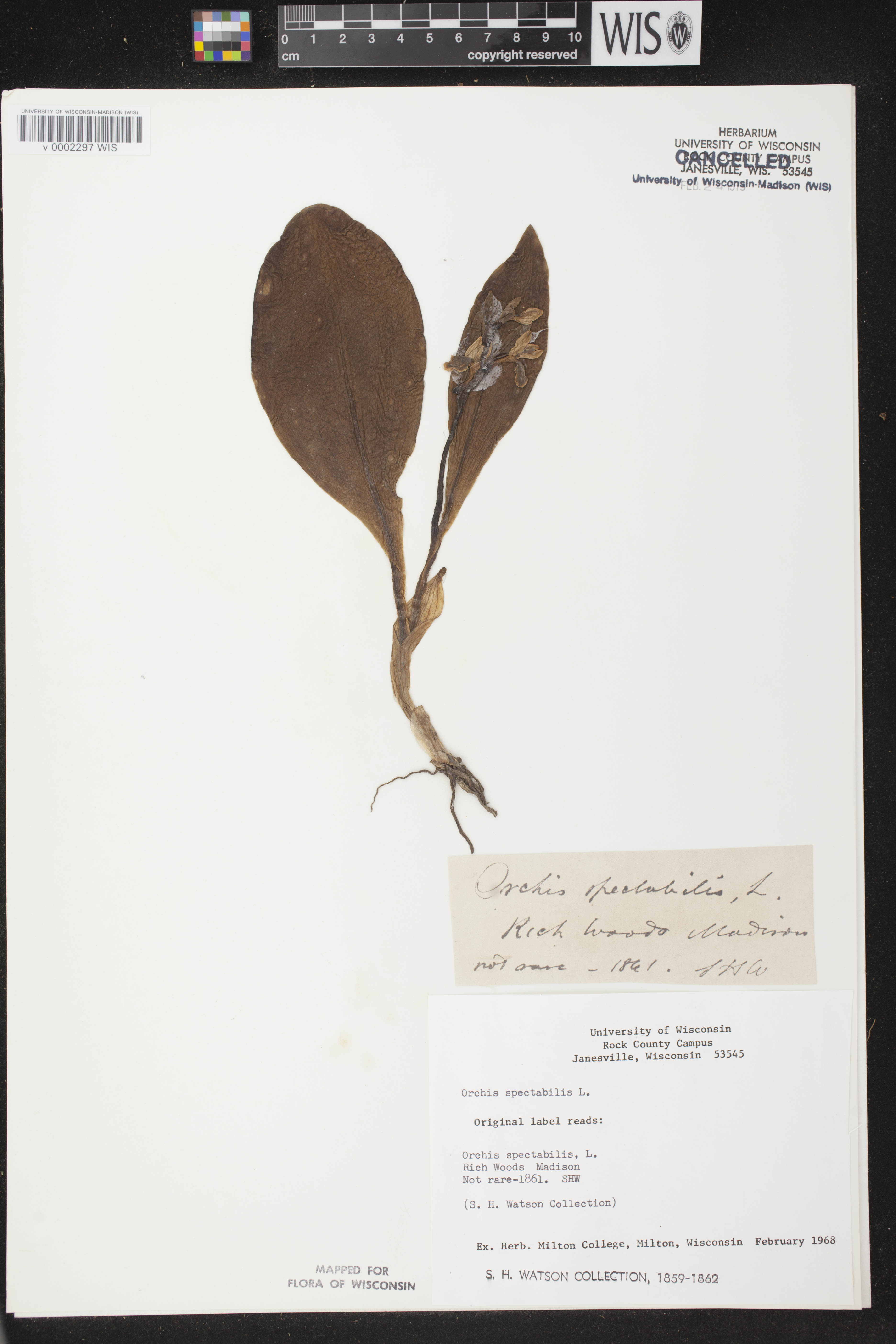 Galearis spectabilis image