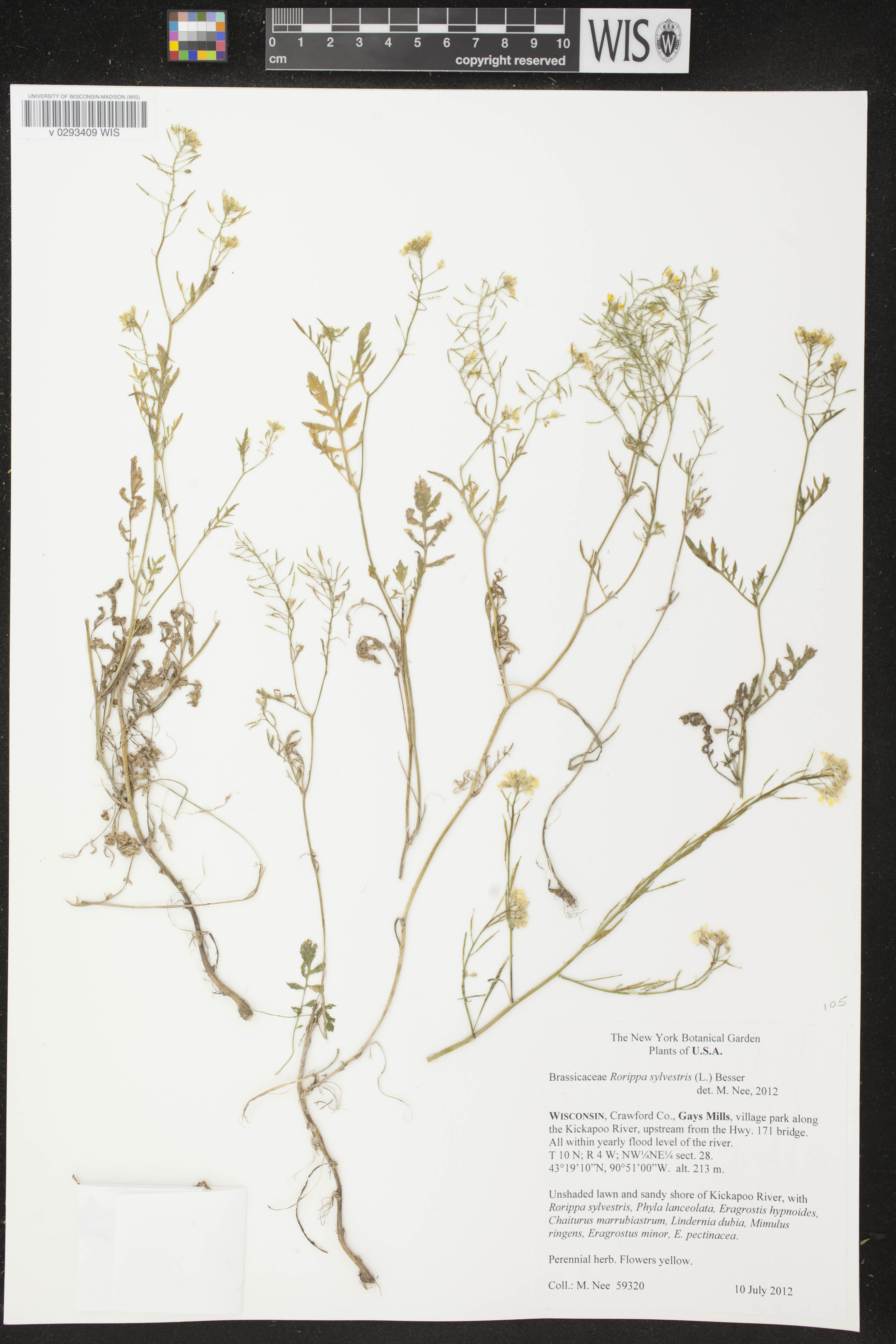 Rorippa sylvestris image