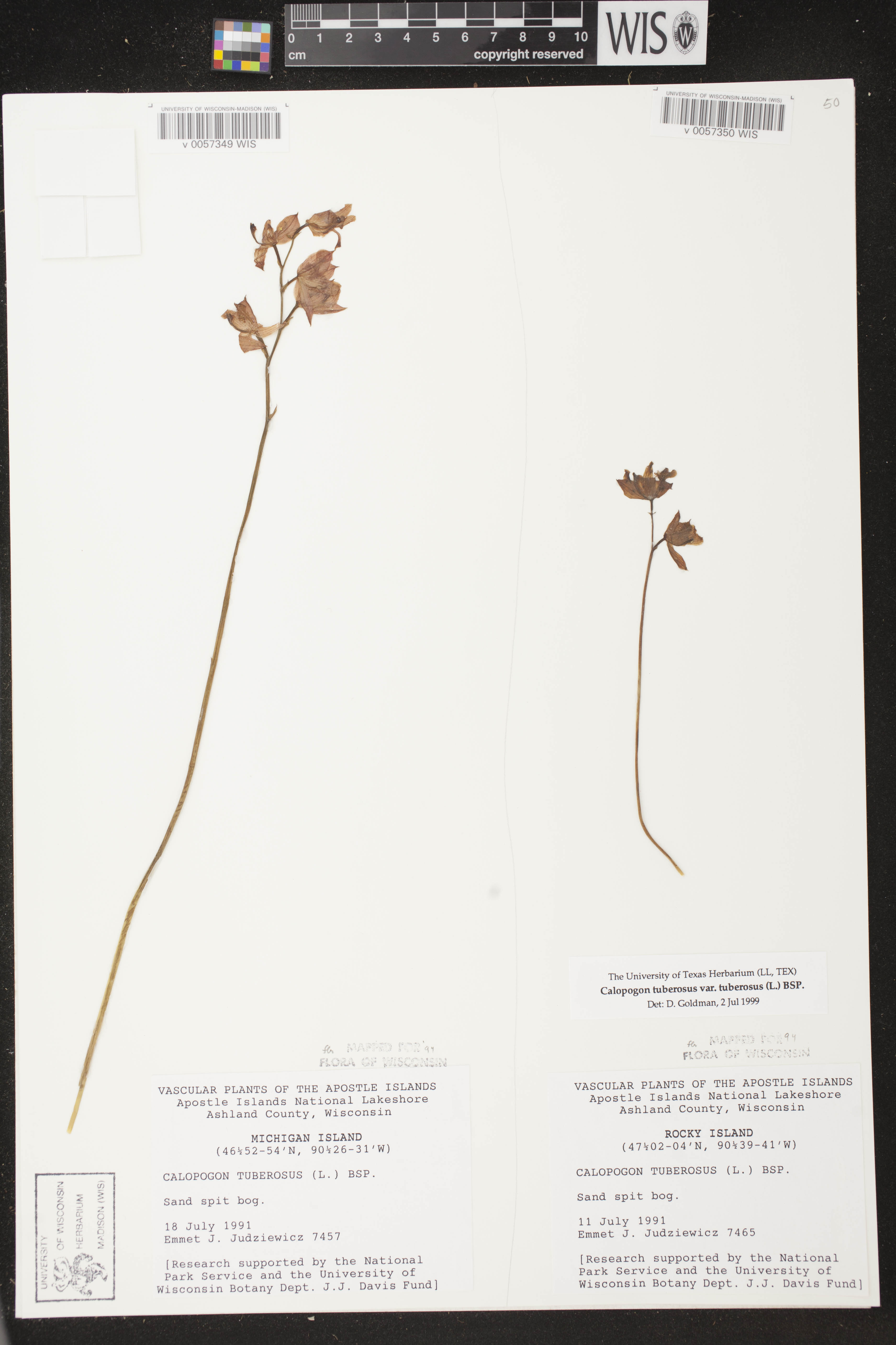 Calopogon tuberosus var. tuberosus image