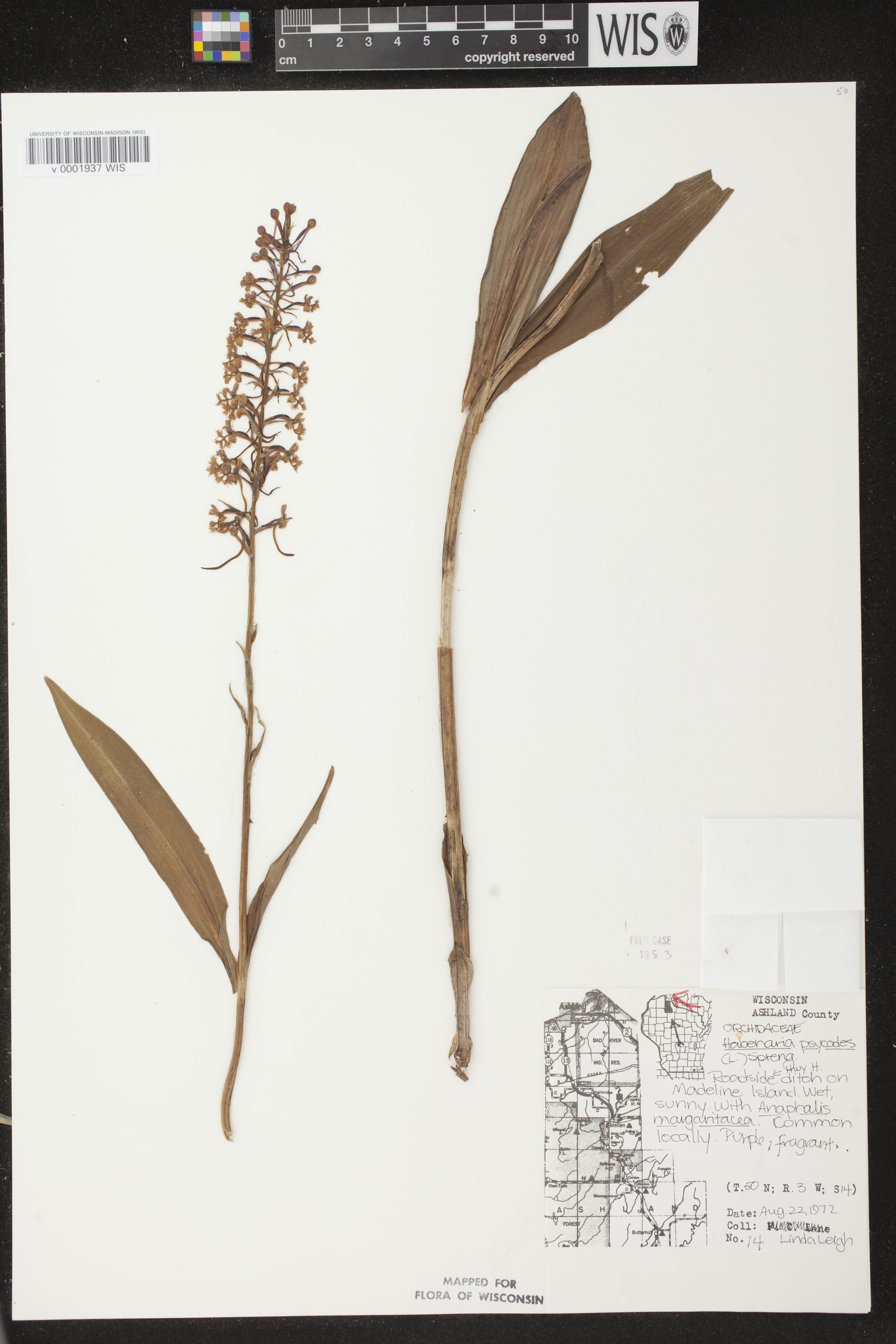 Platanthera psycodes image