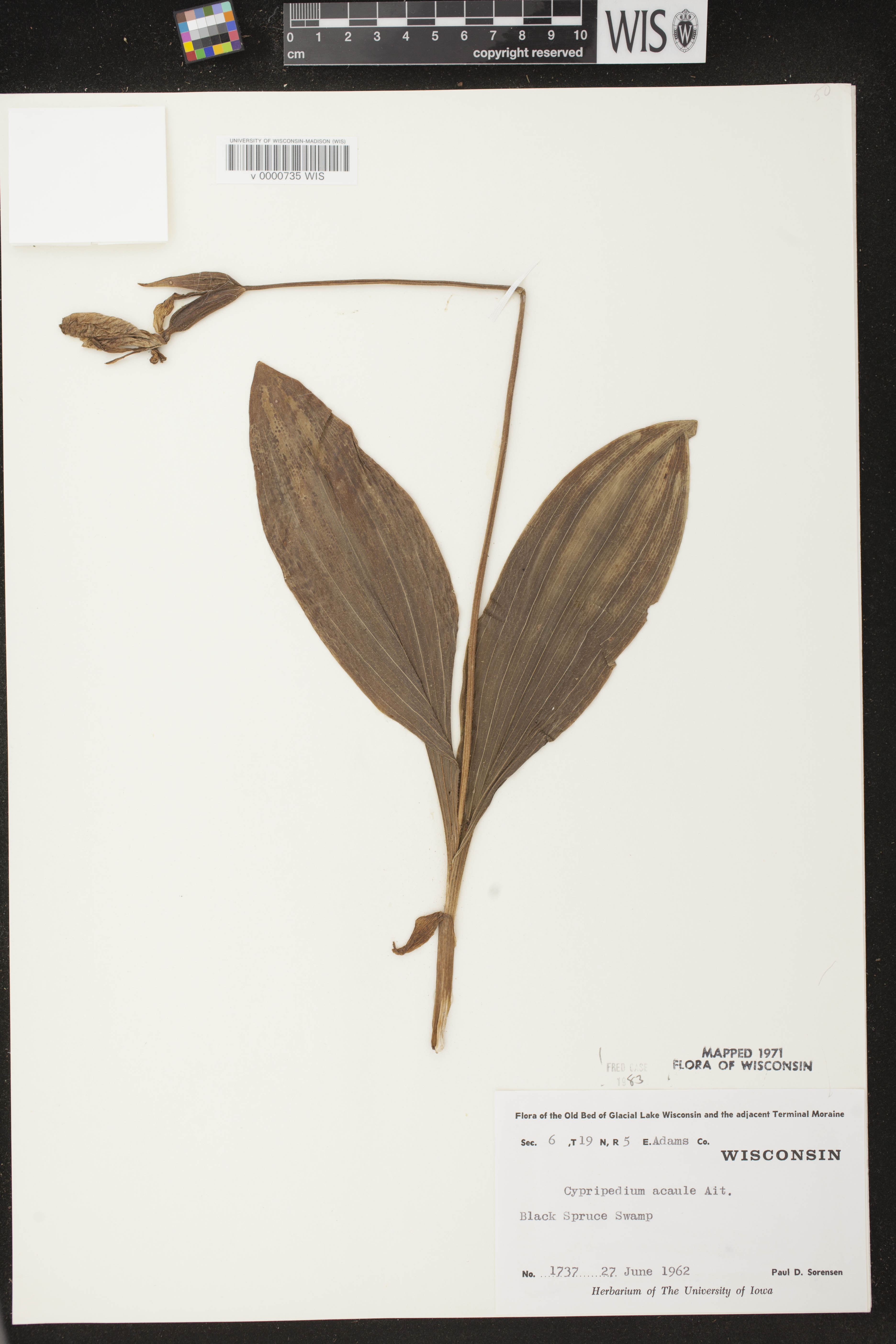 Cypripedium acaule image