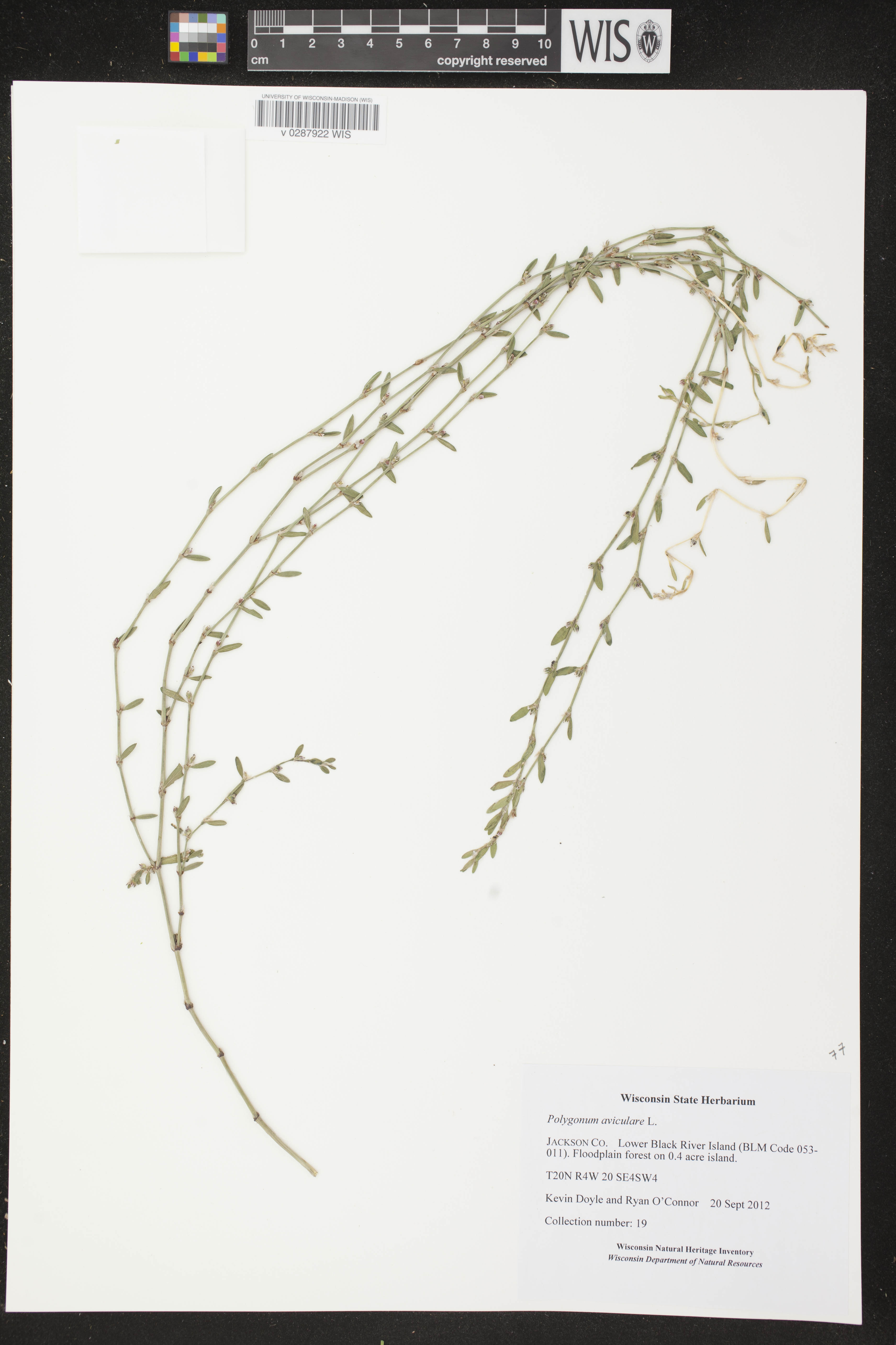 Polygonum aviculare image