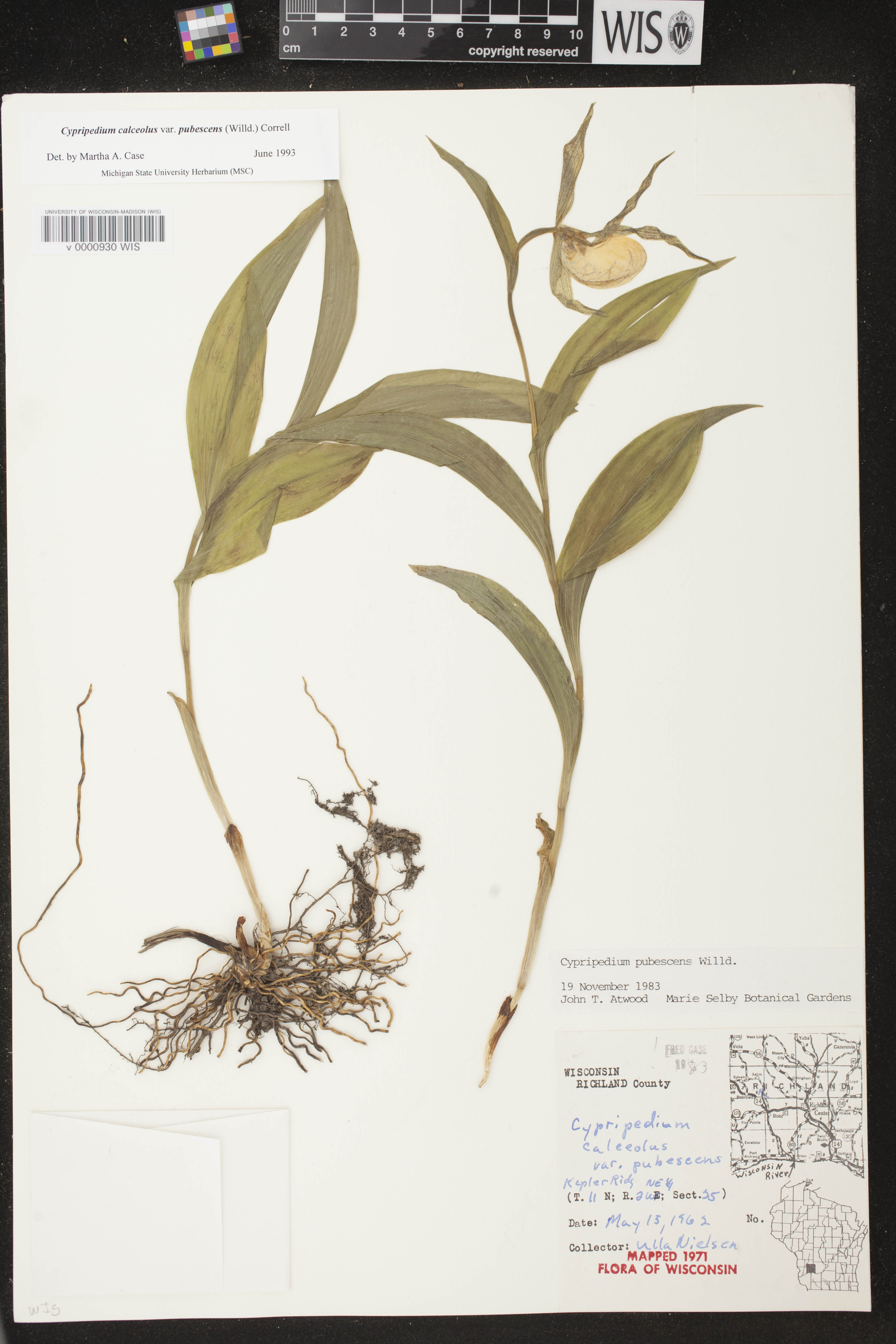 Cypripedium parviflorum var. pubescens image