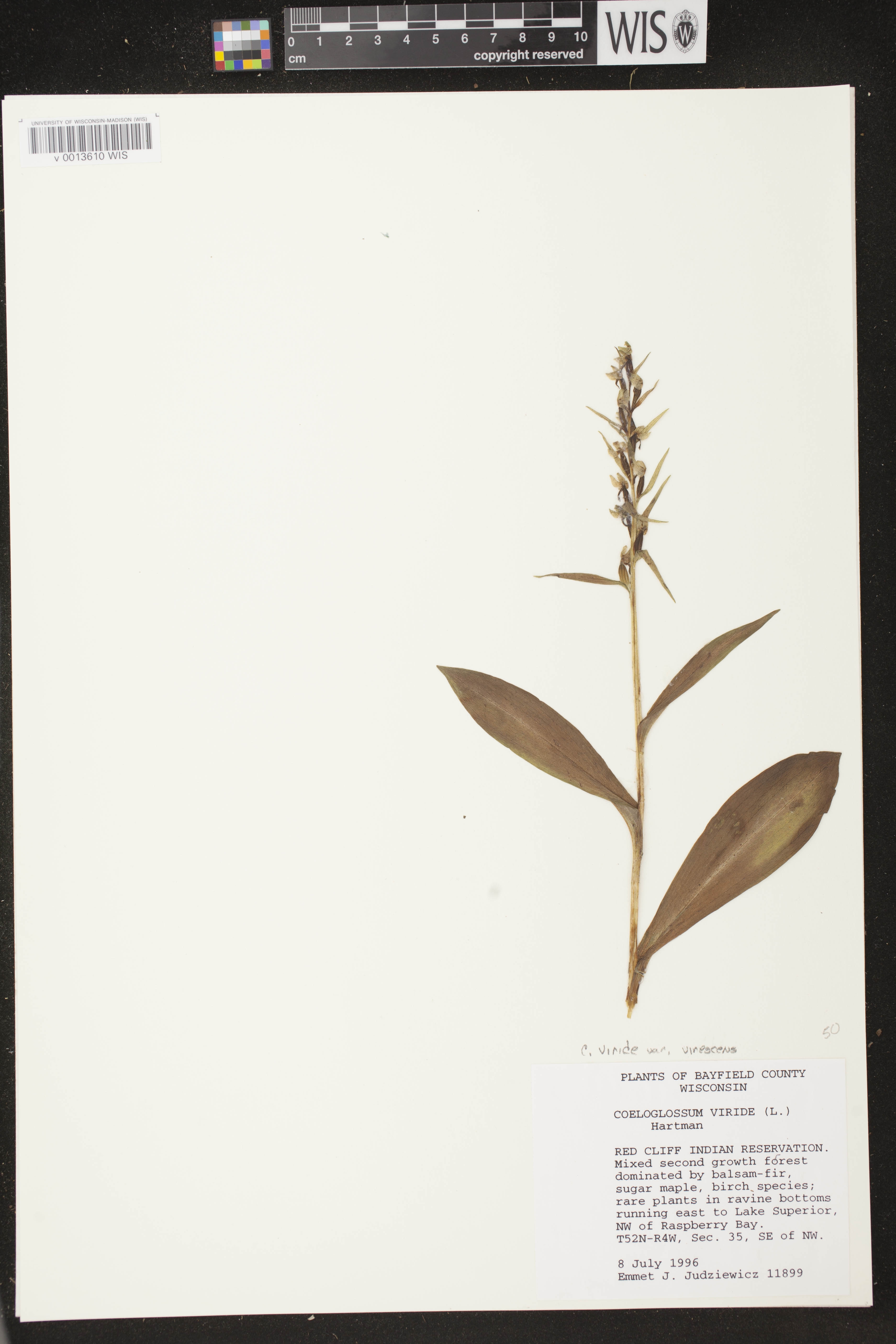 Coeloglossum viride var. virescens image