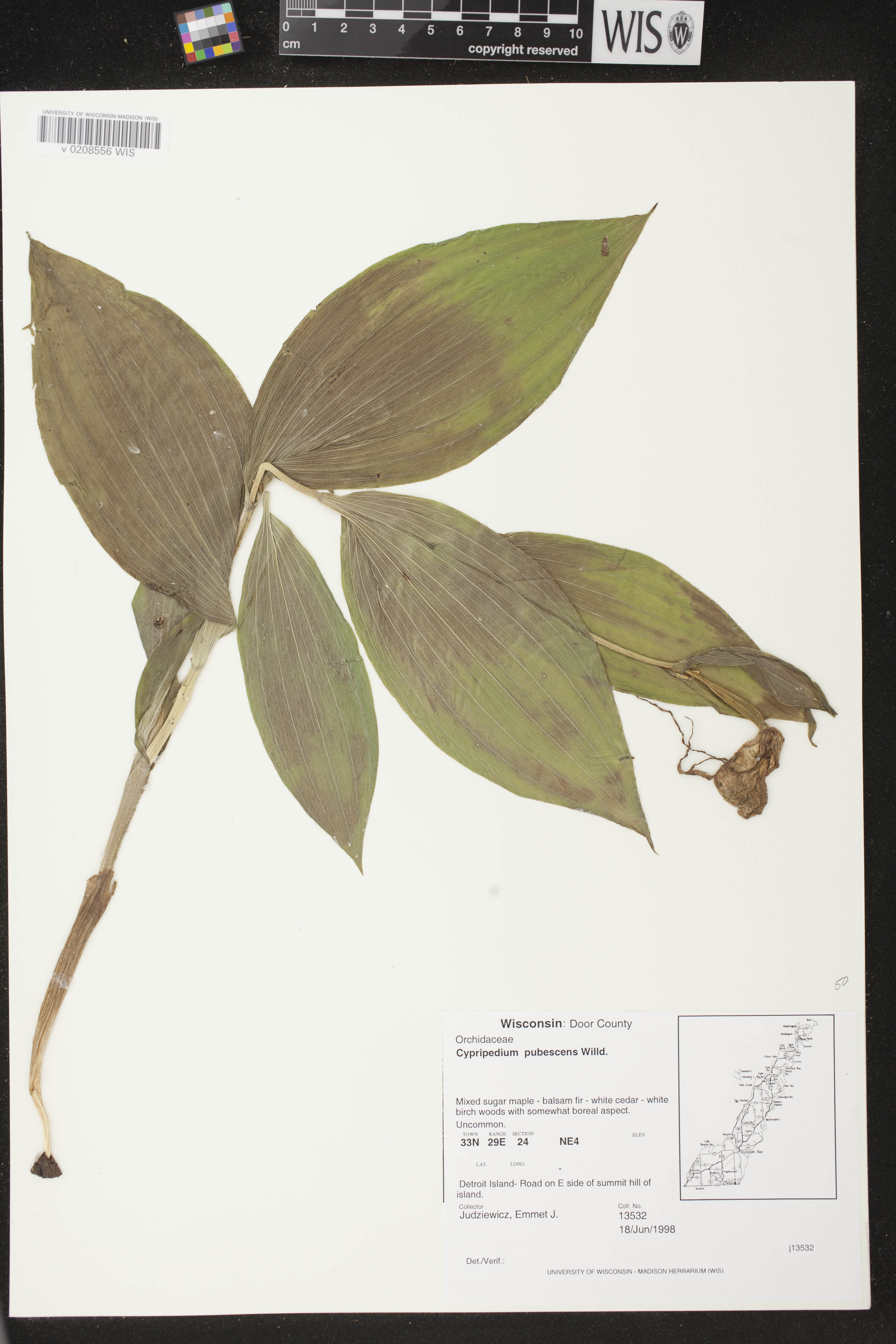 Cypripedium parviflorum var. pubescens image