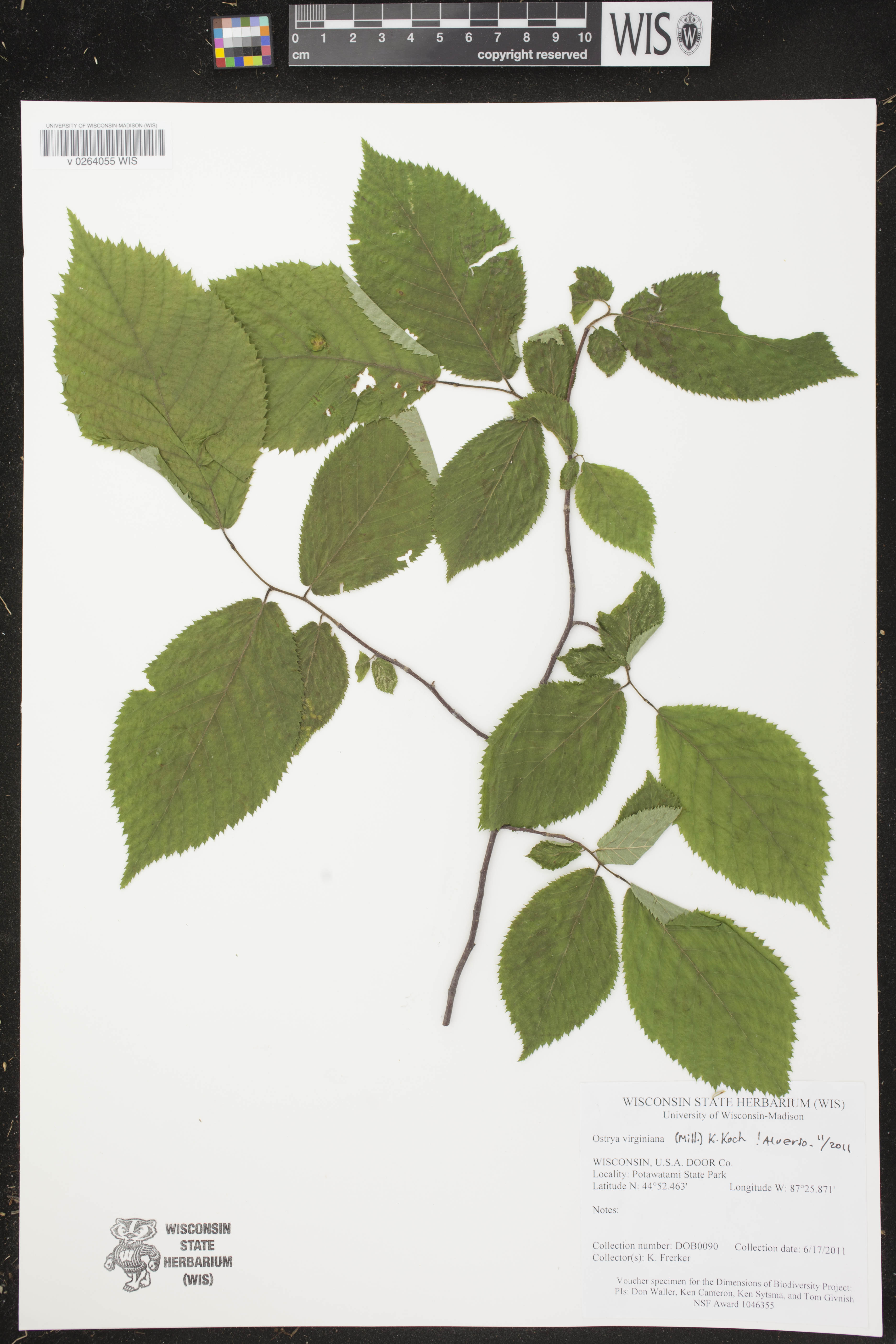 Ostrya virginiana image