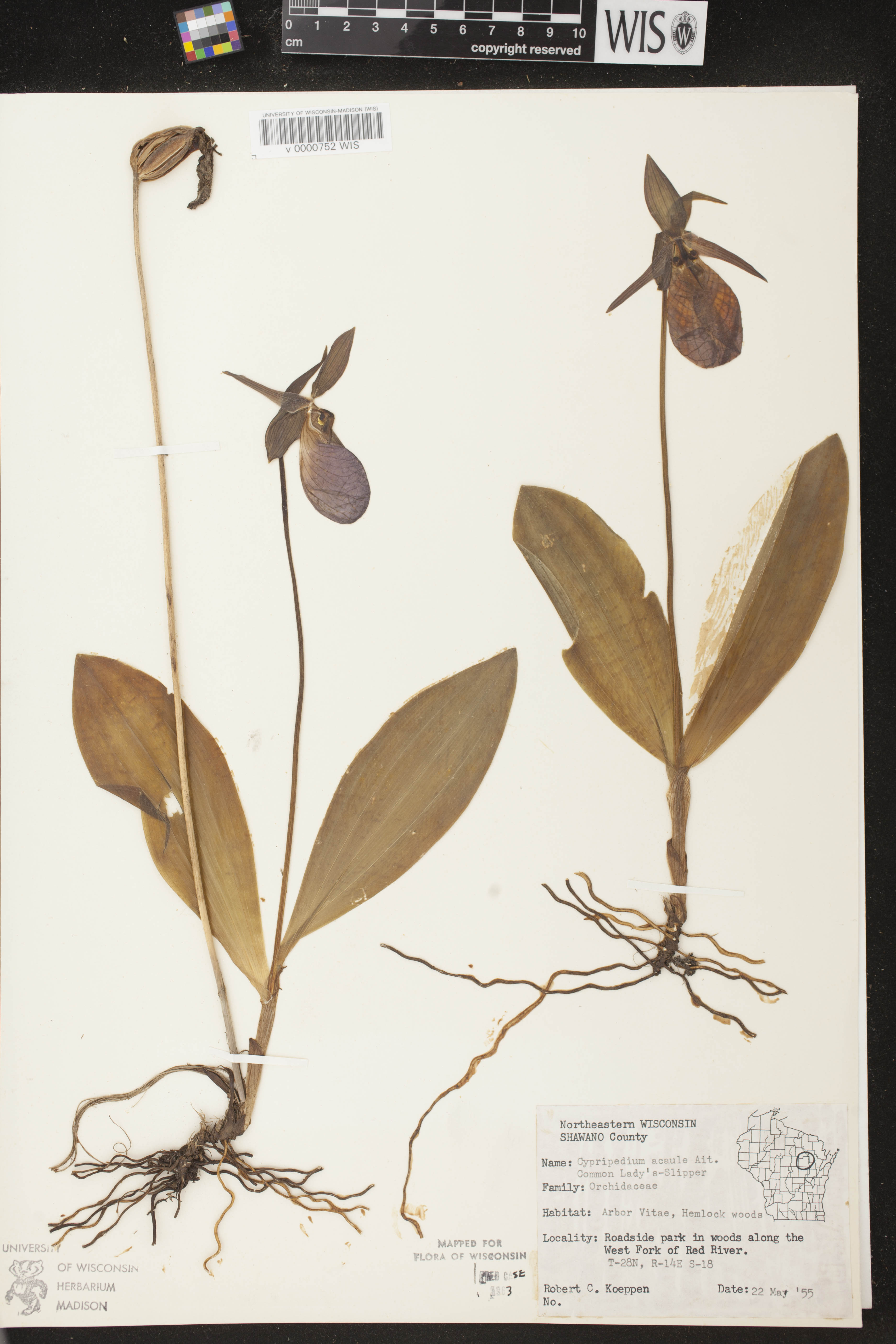 Cypripedium acaule image