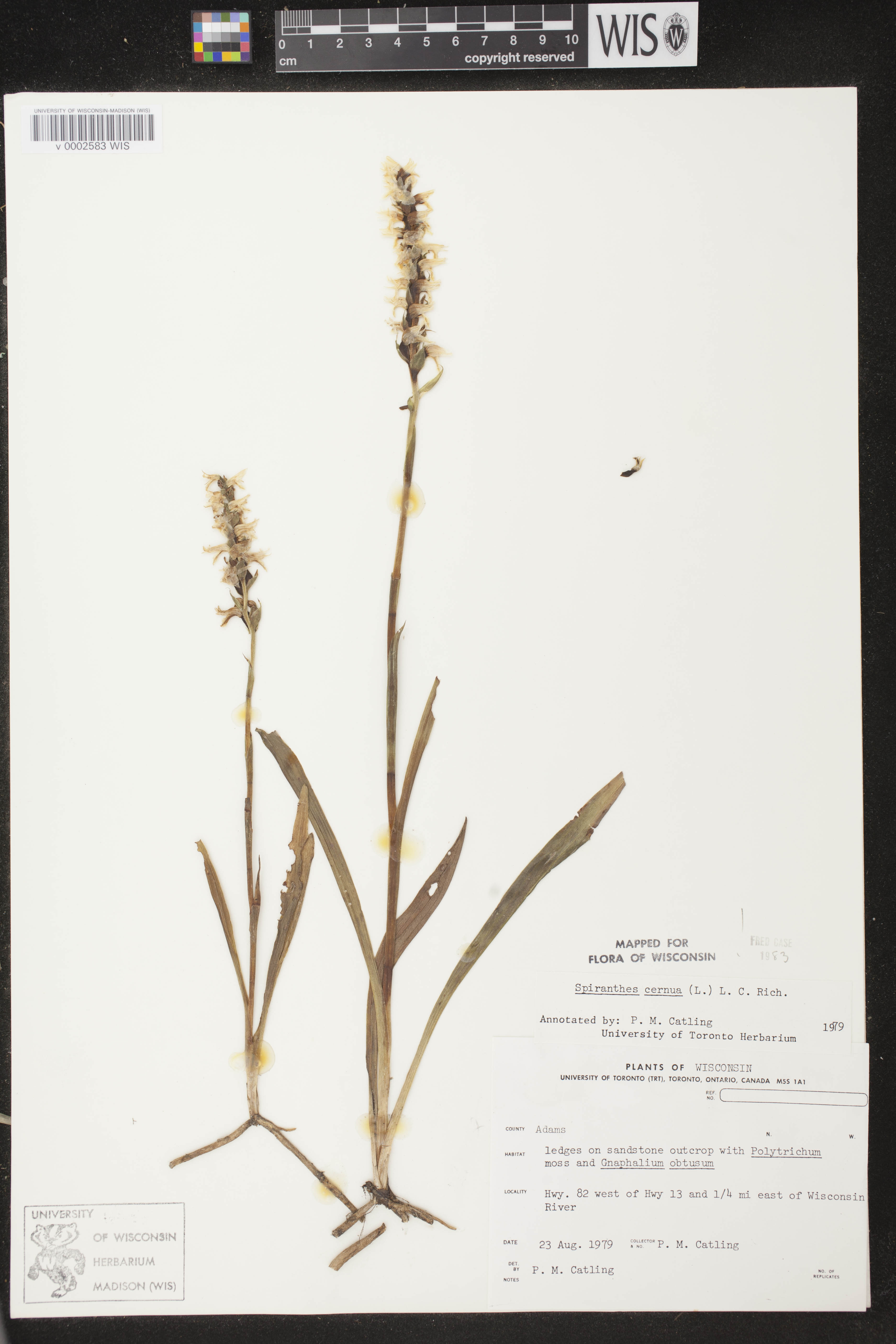 Spiranthes cernua image