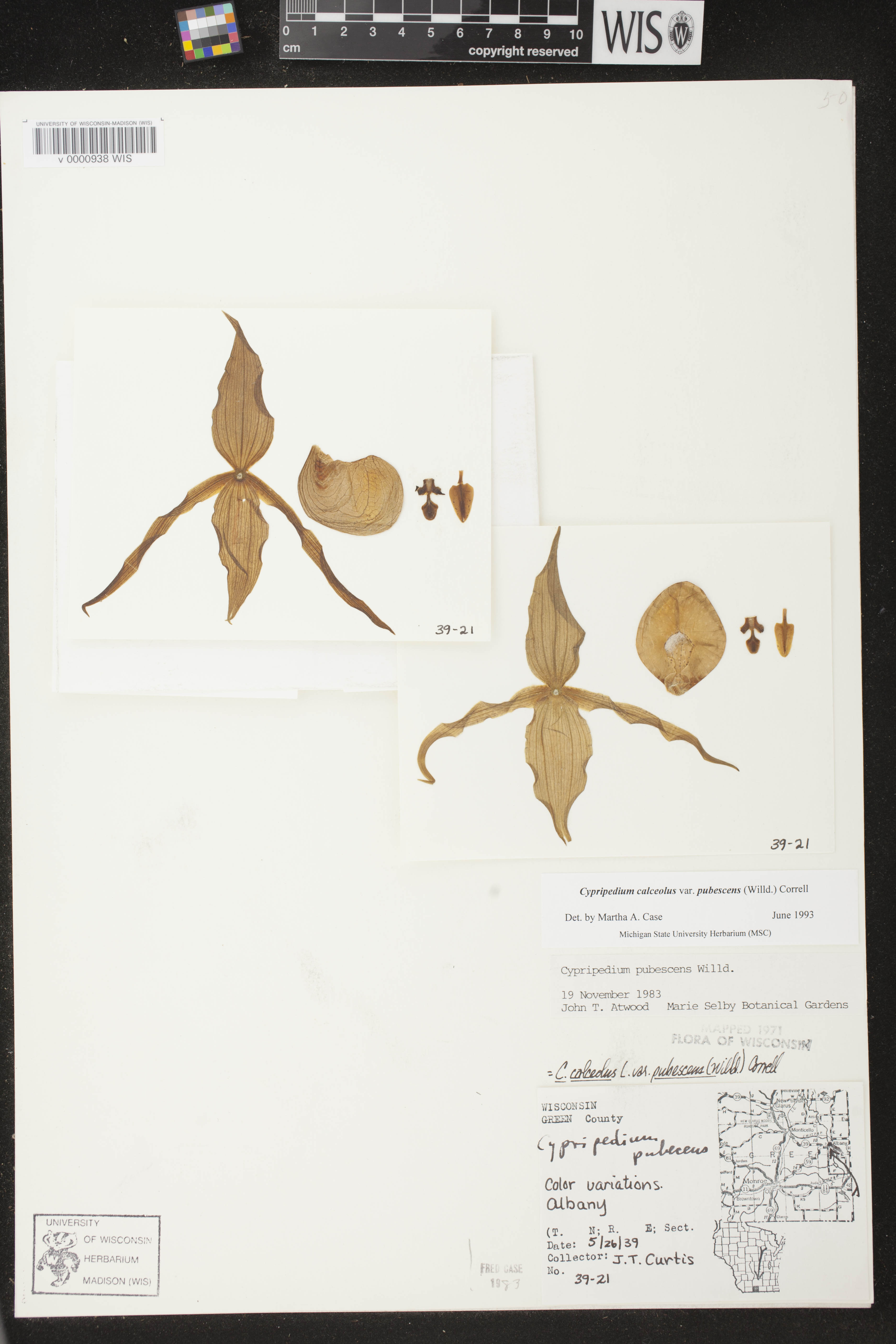 Cypripedium parviflorum image
