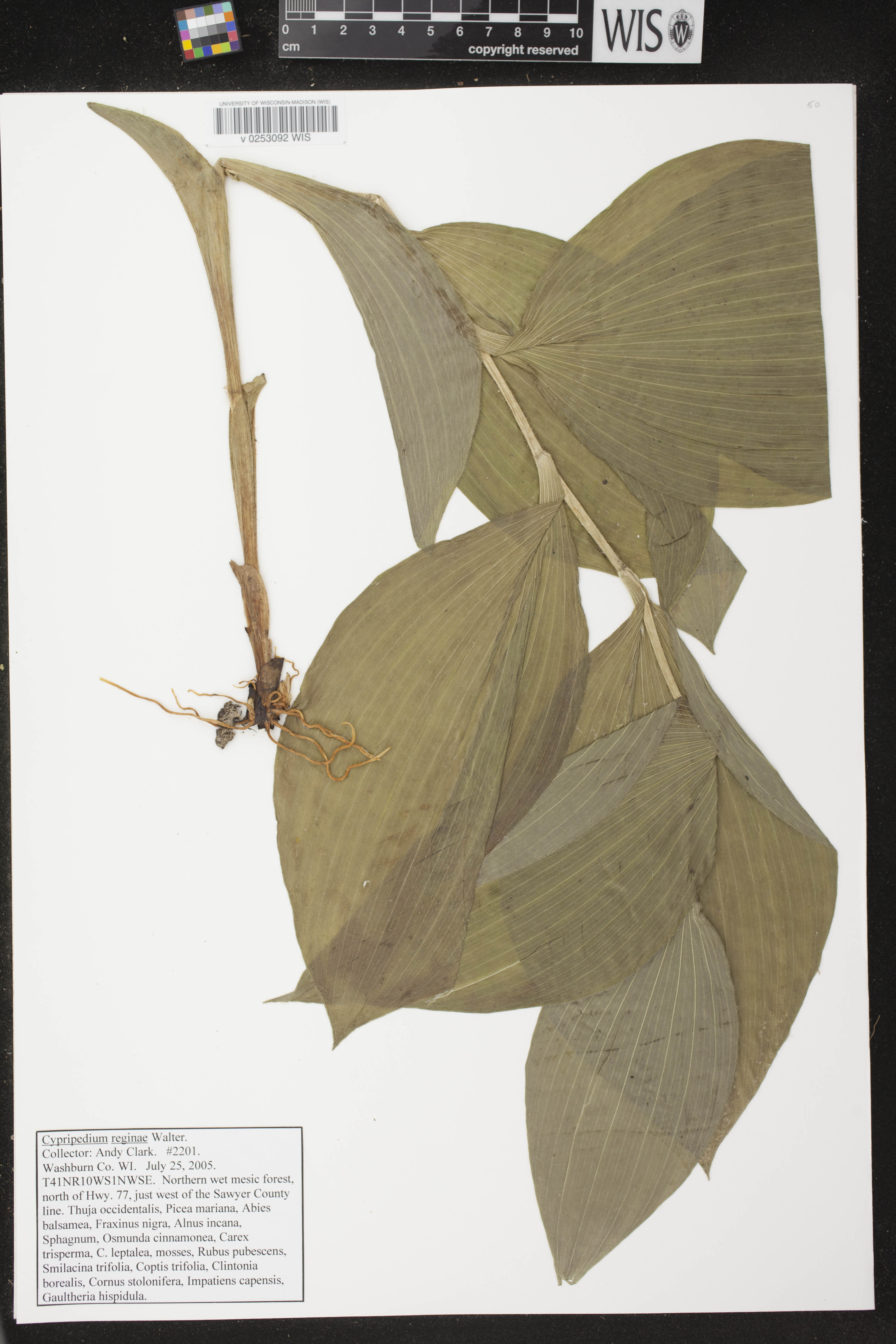 Cypripedium reginae image