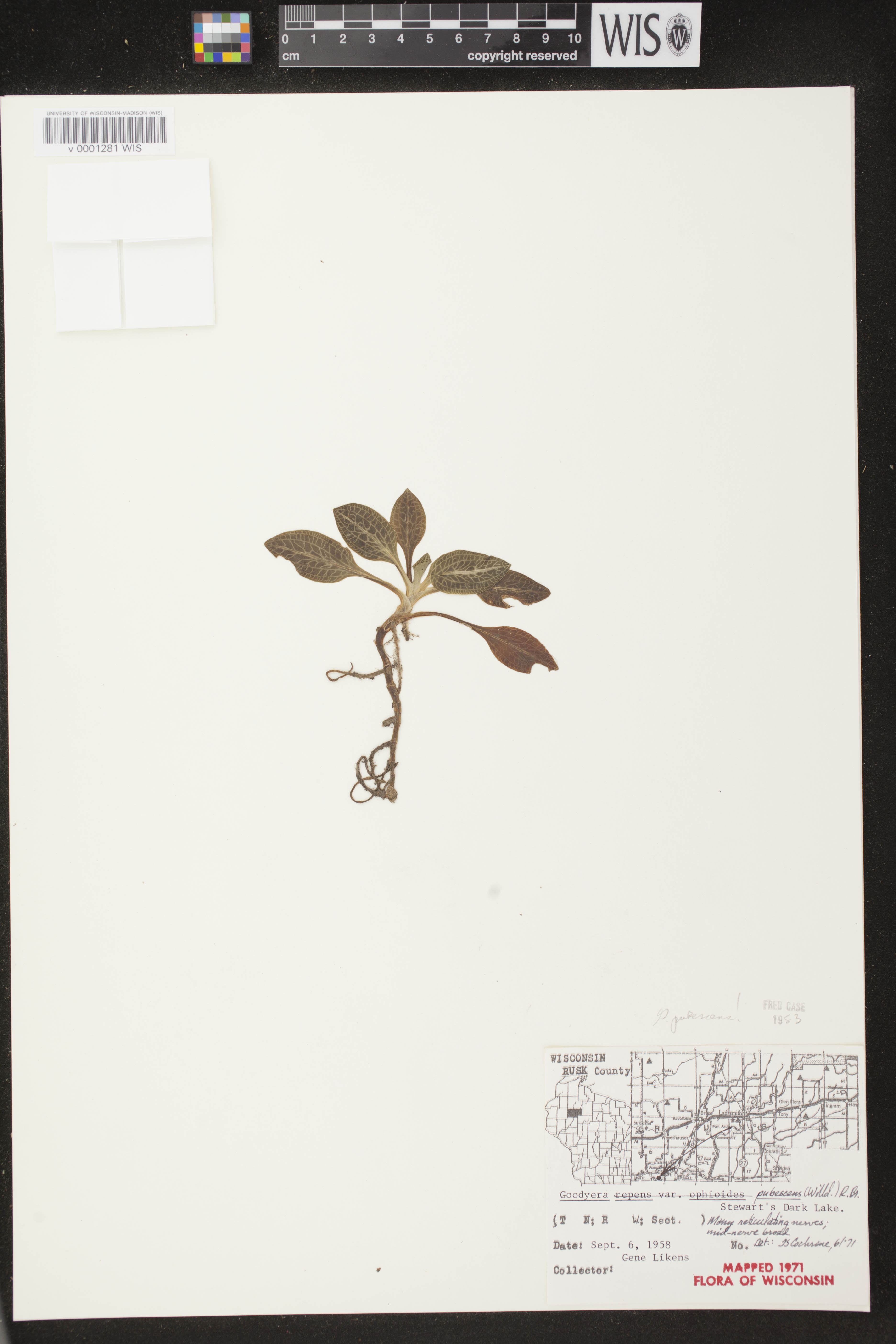 Goodyera pubescens image