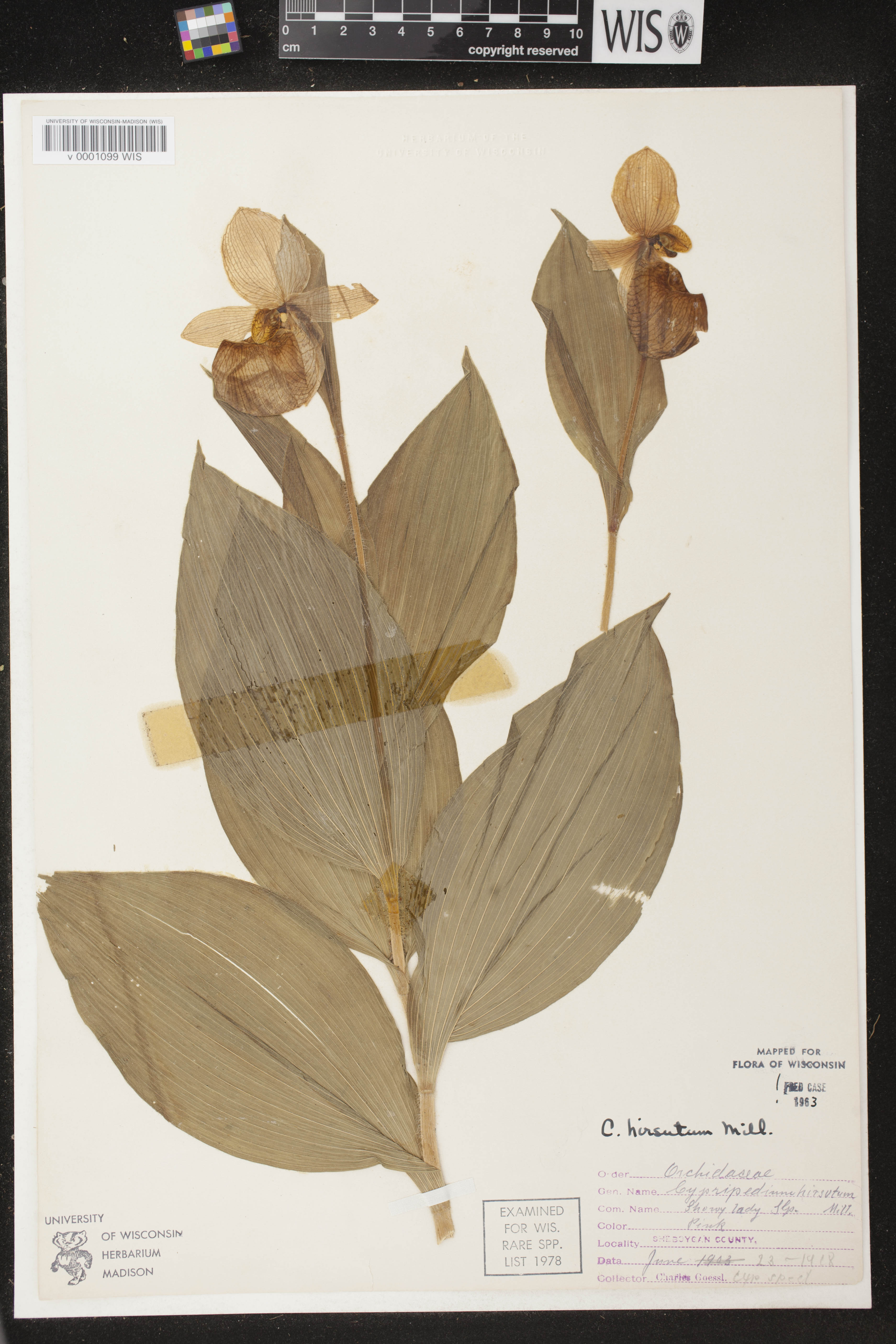 Cypripedium reginae image