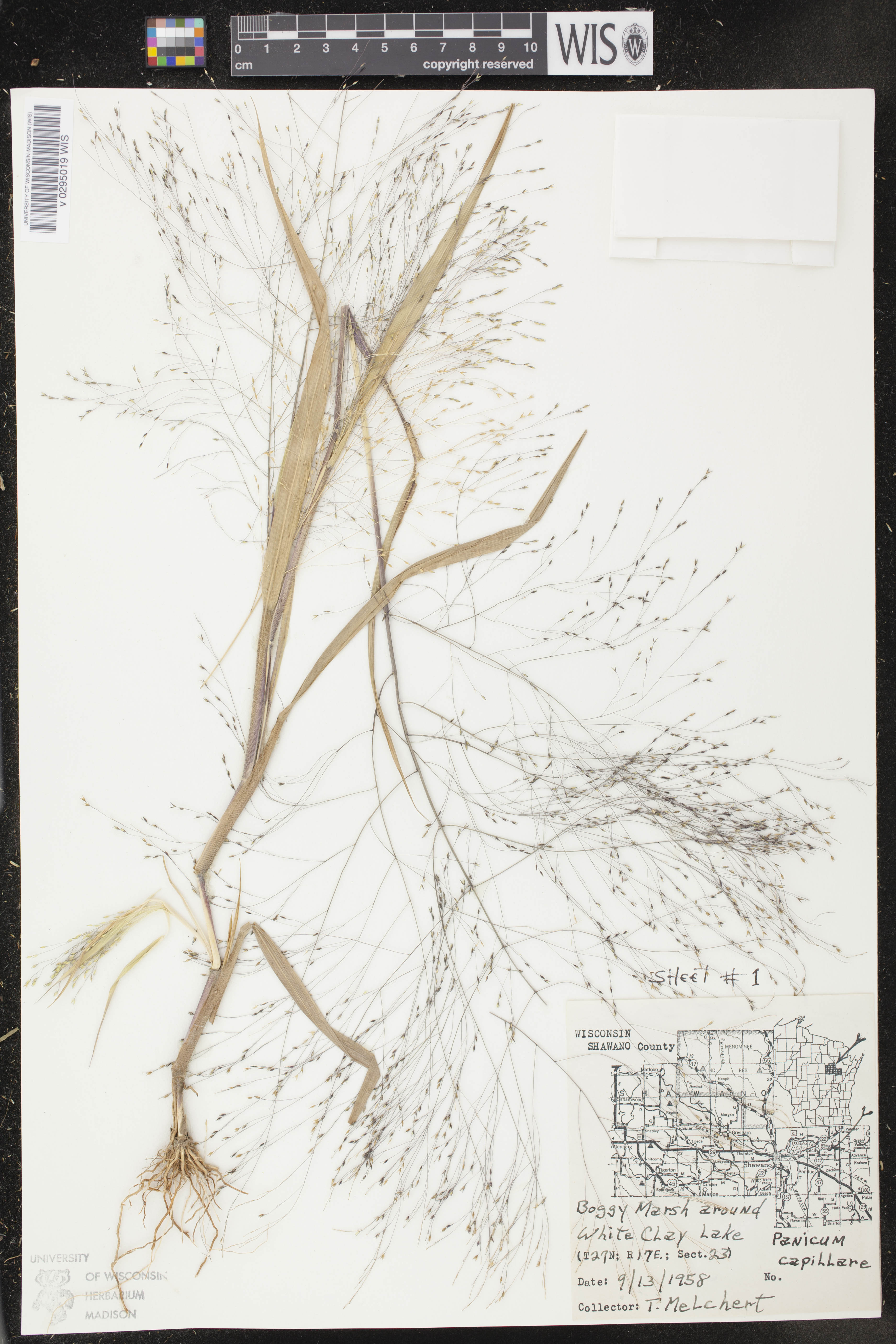 Image of Panicum capillare
