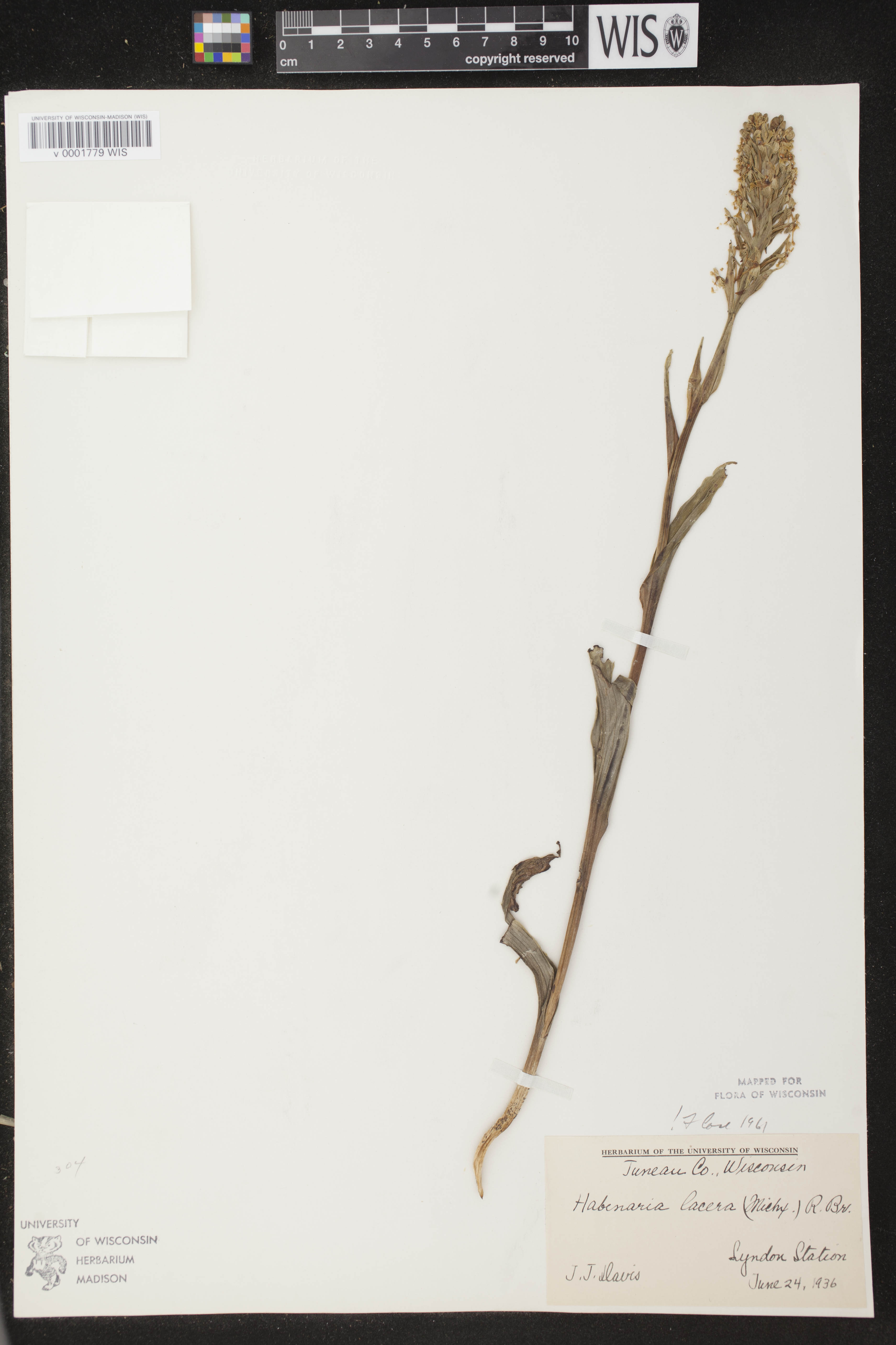 Platanthera lacera image