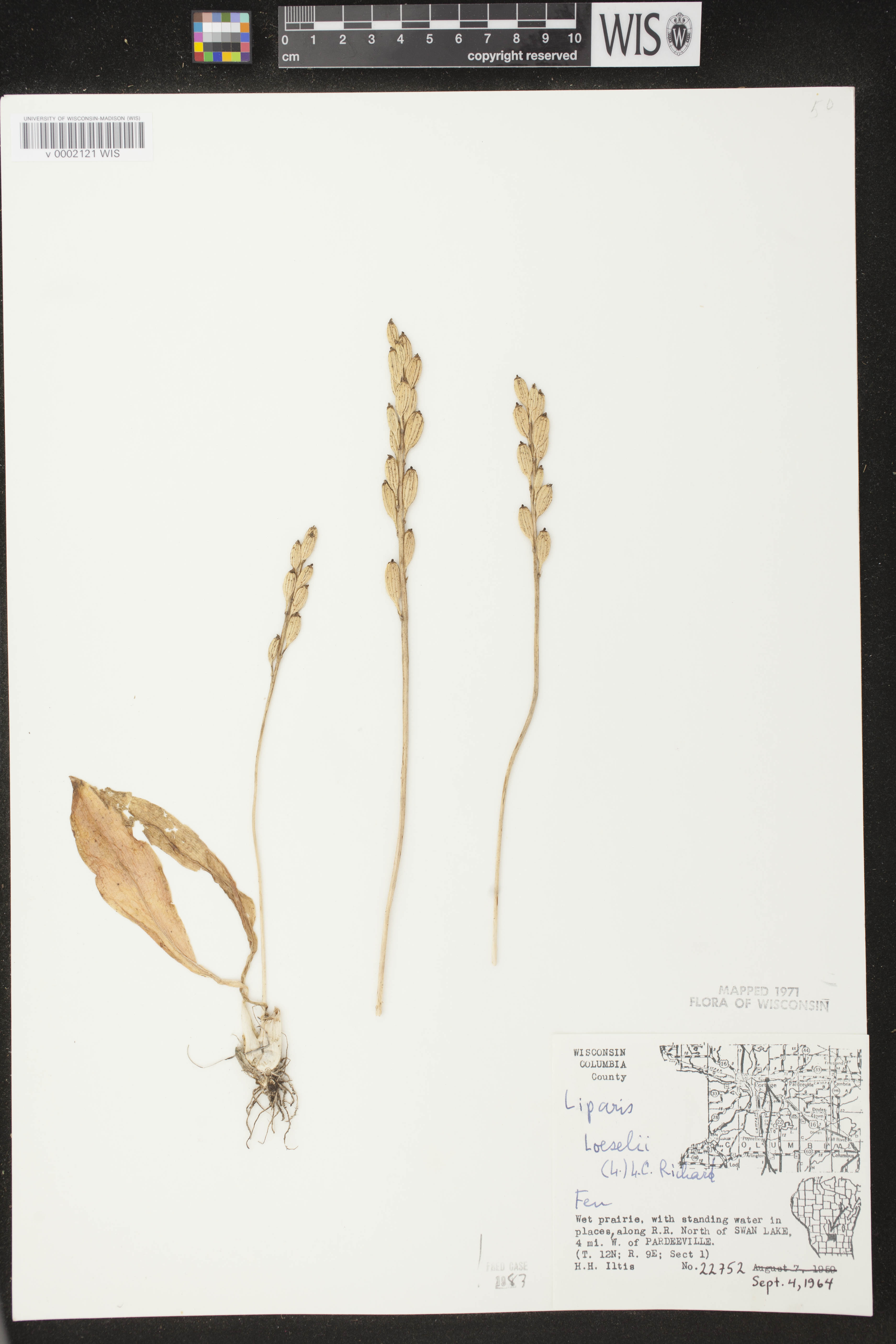 Liparis loeselii image