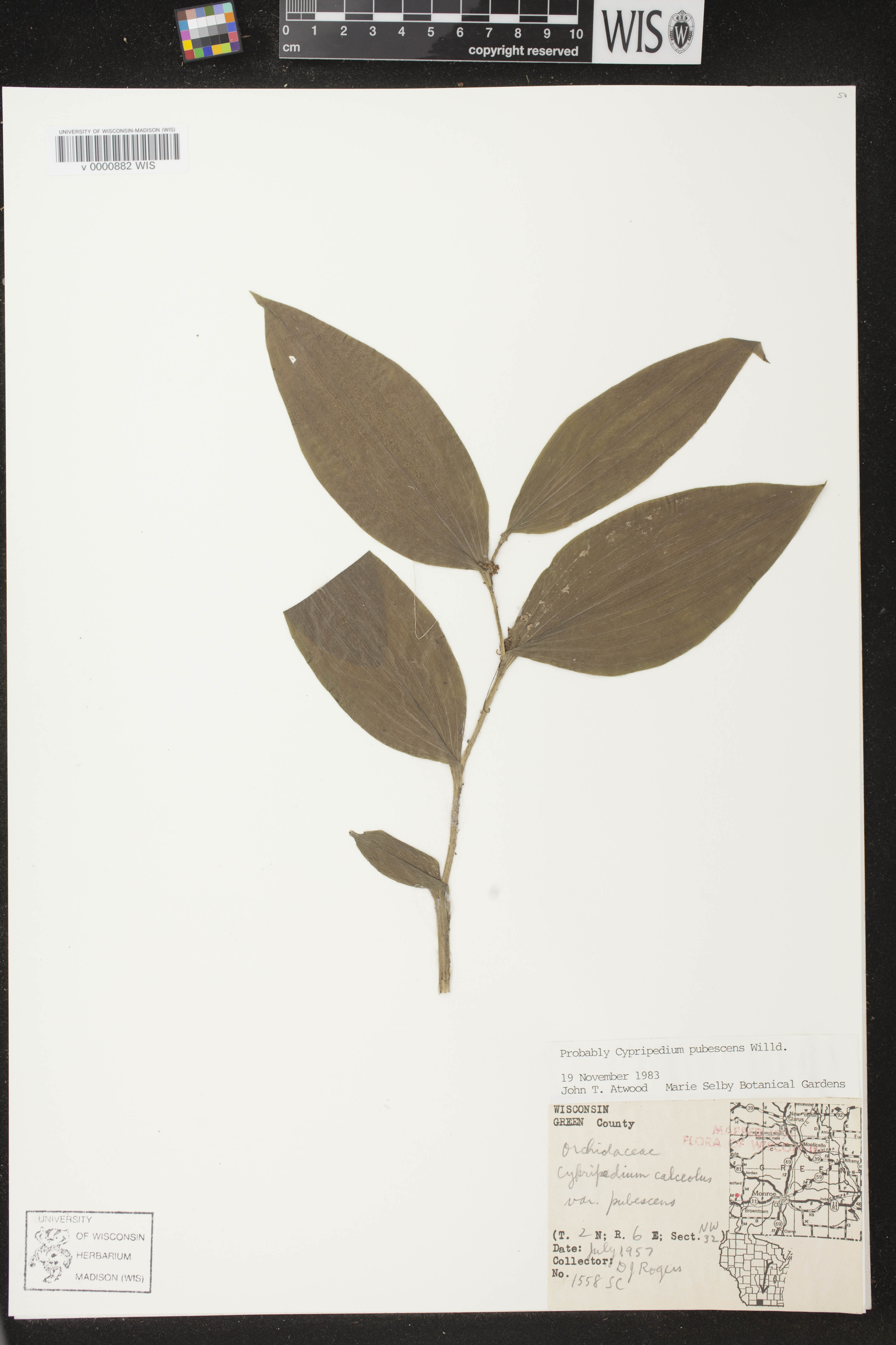 Cypripedium parviflorum image