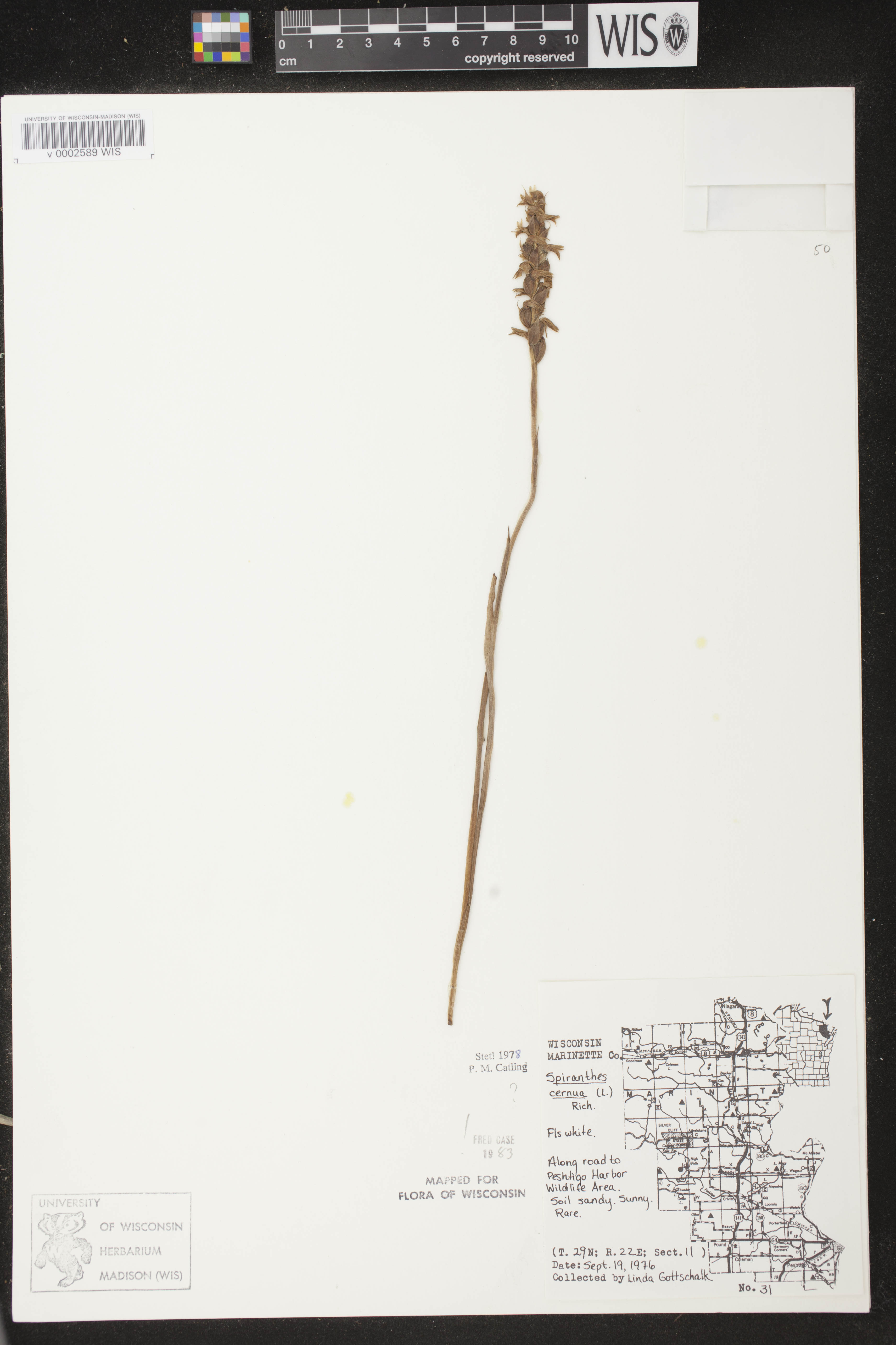 Spiranthes cernua image