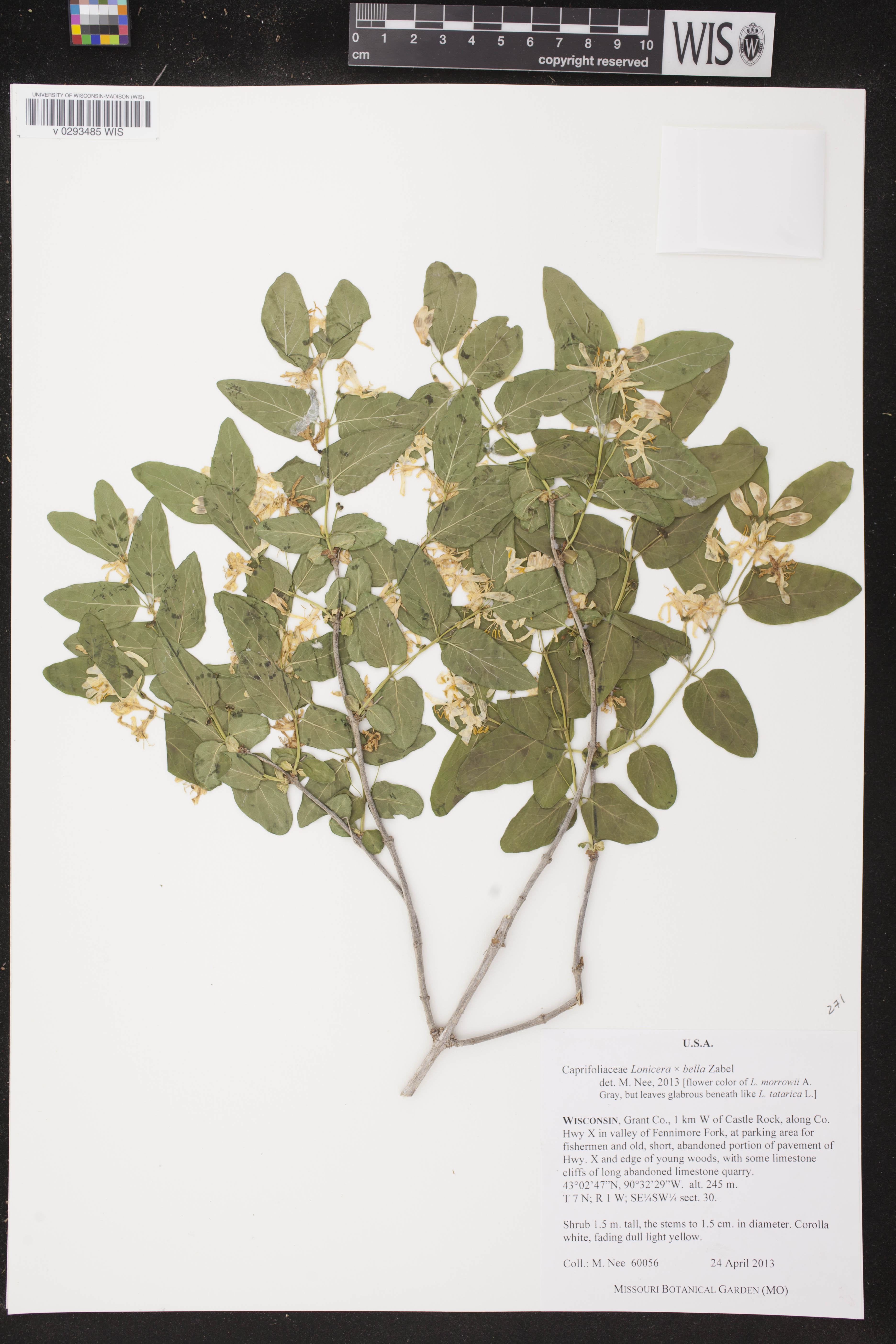 Lonicera X bella image