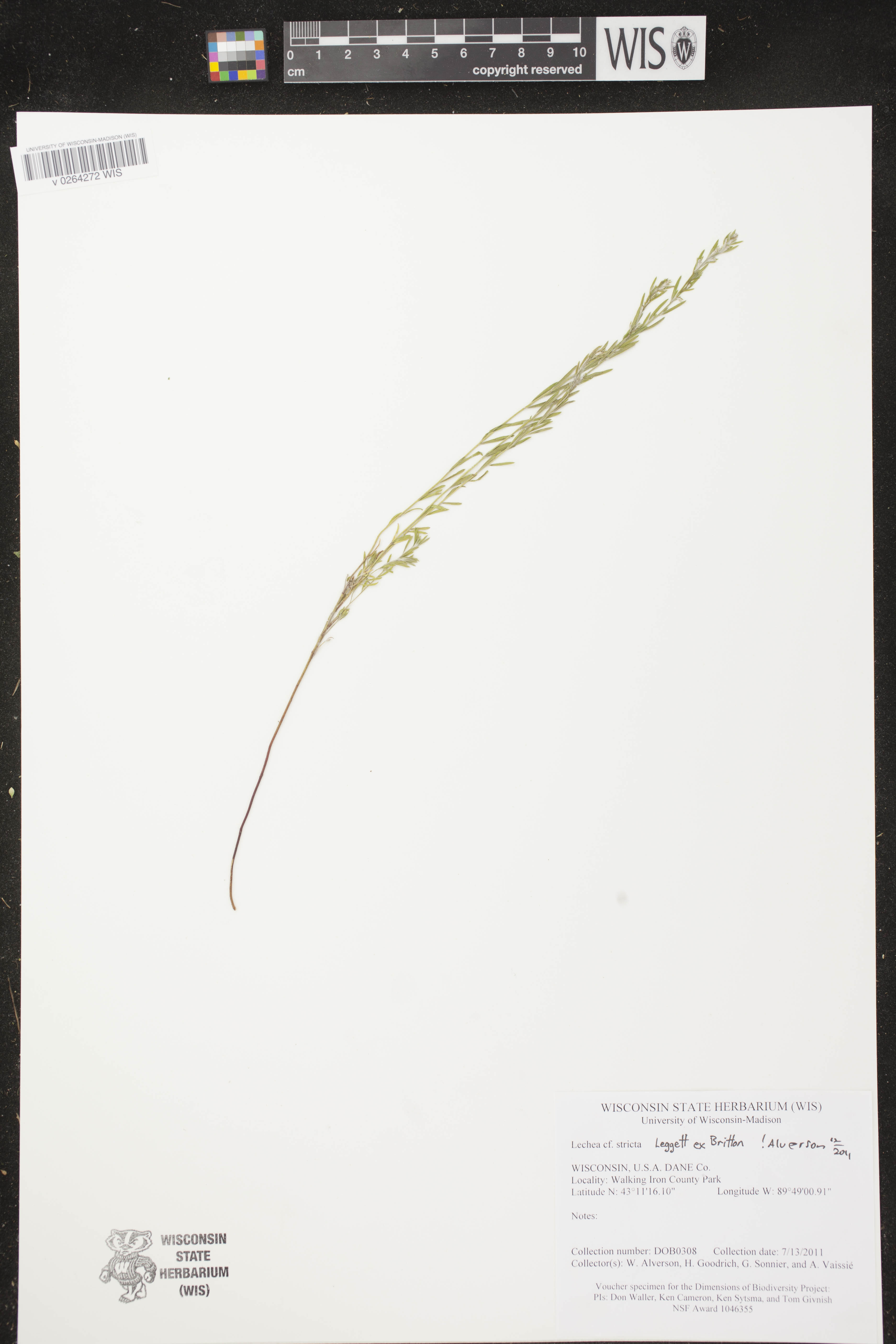 Lechea stricta image