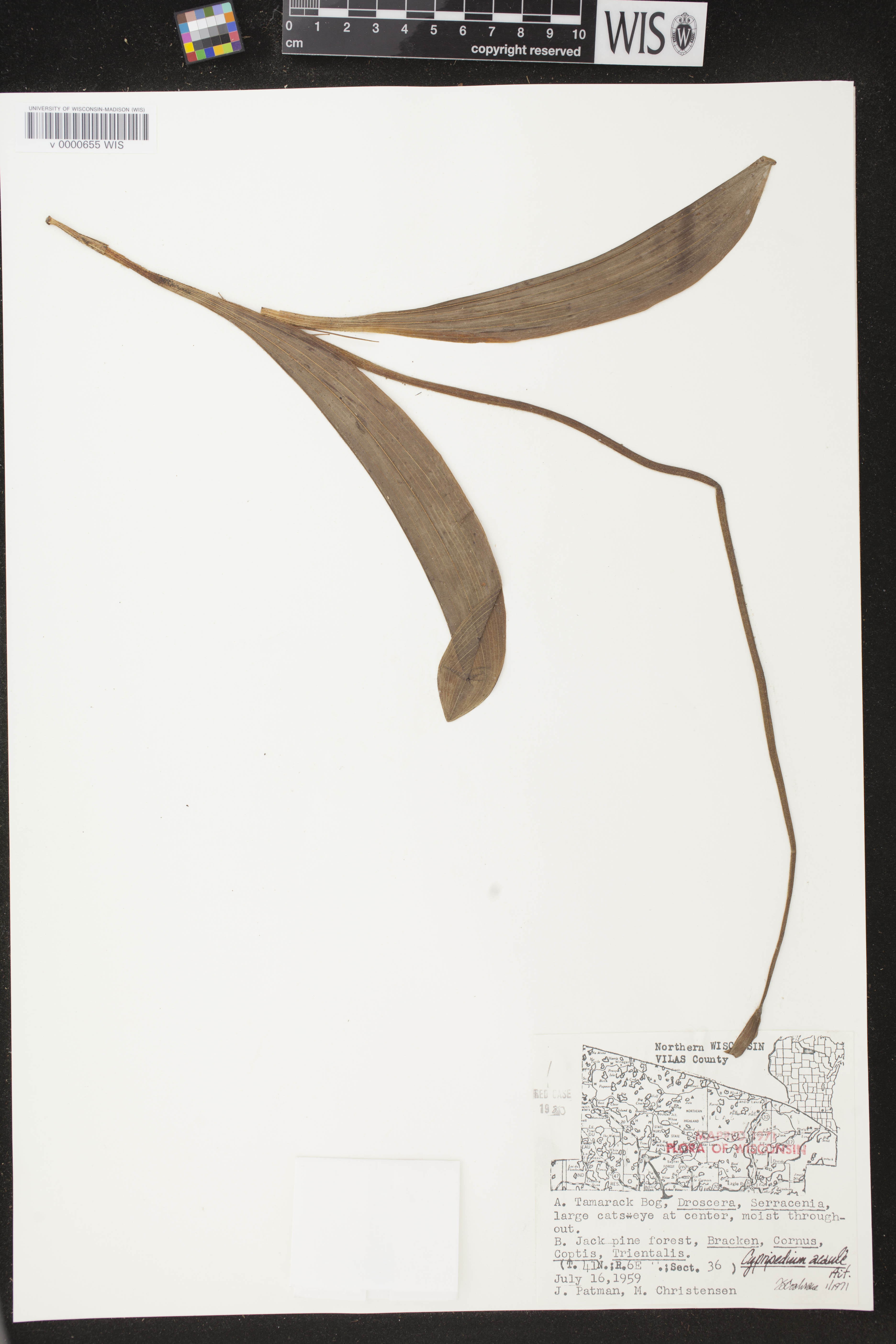 Cypripedium acaule image
