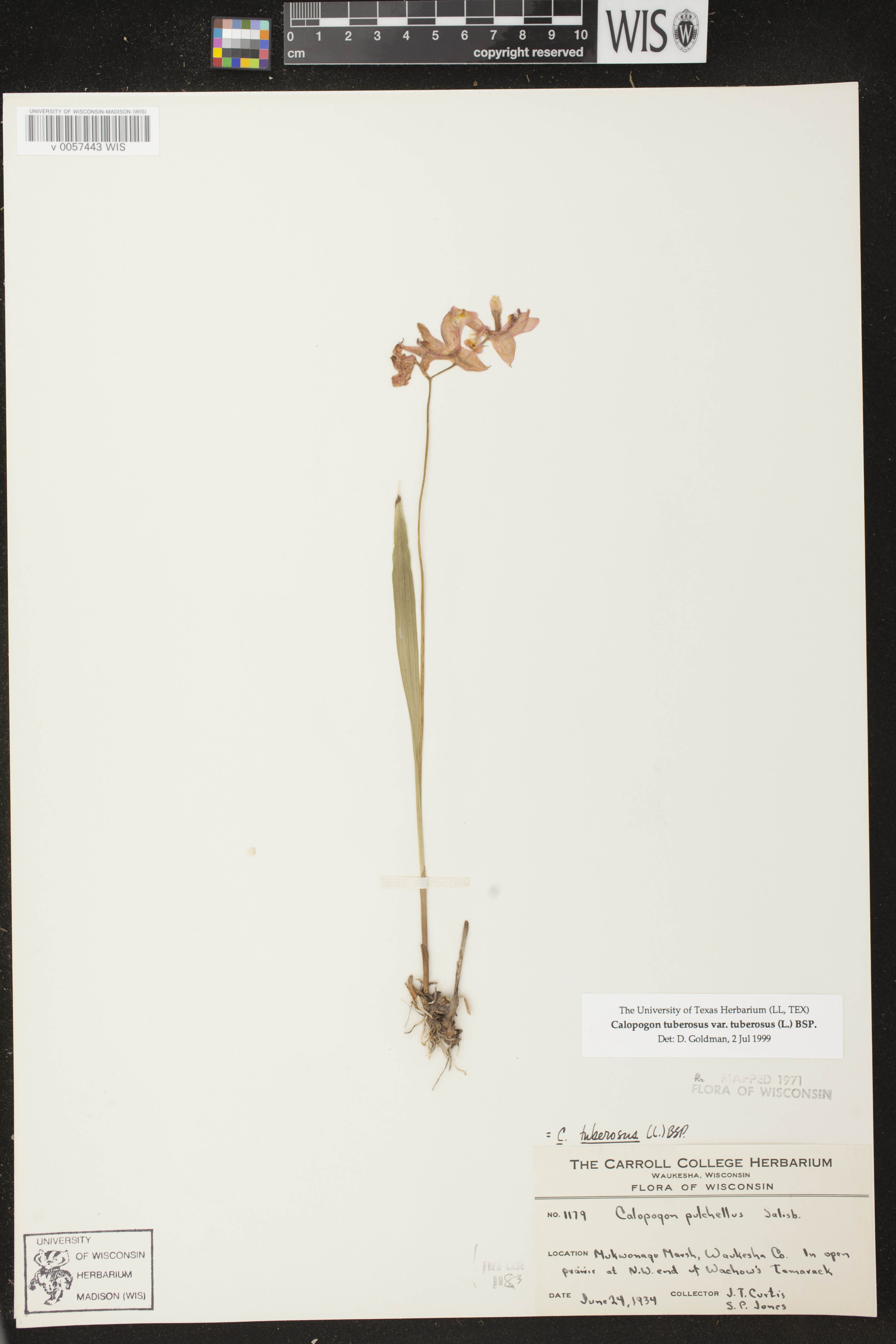 Calopogon tuberosus var. tuberosus image