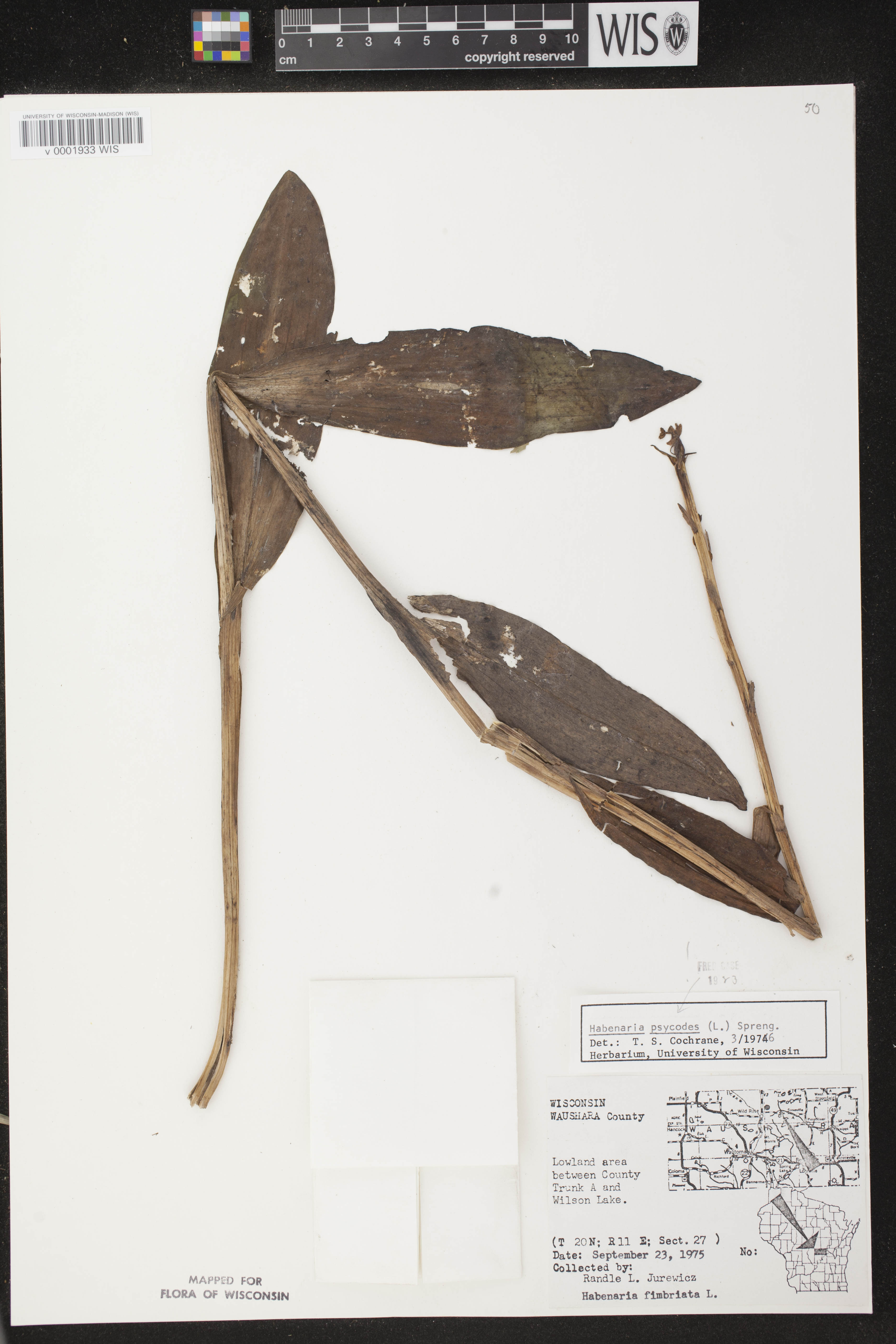 Platanthera psycodes image