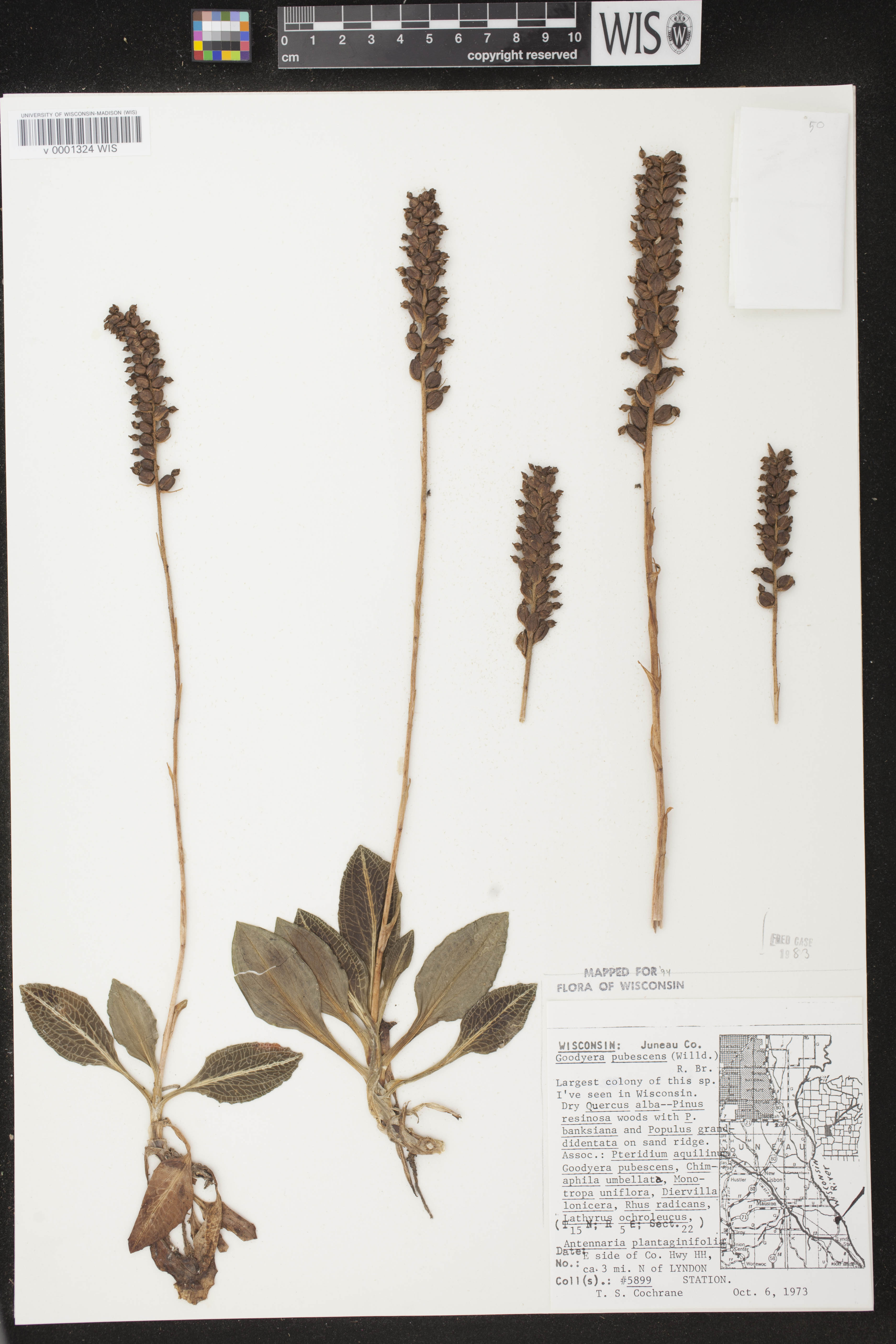 Goodyera pubescens image