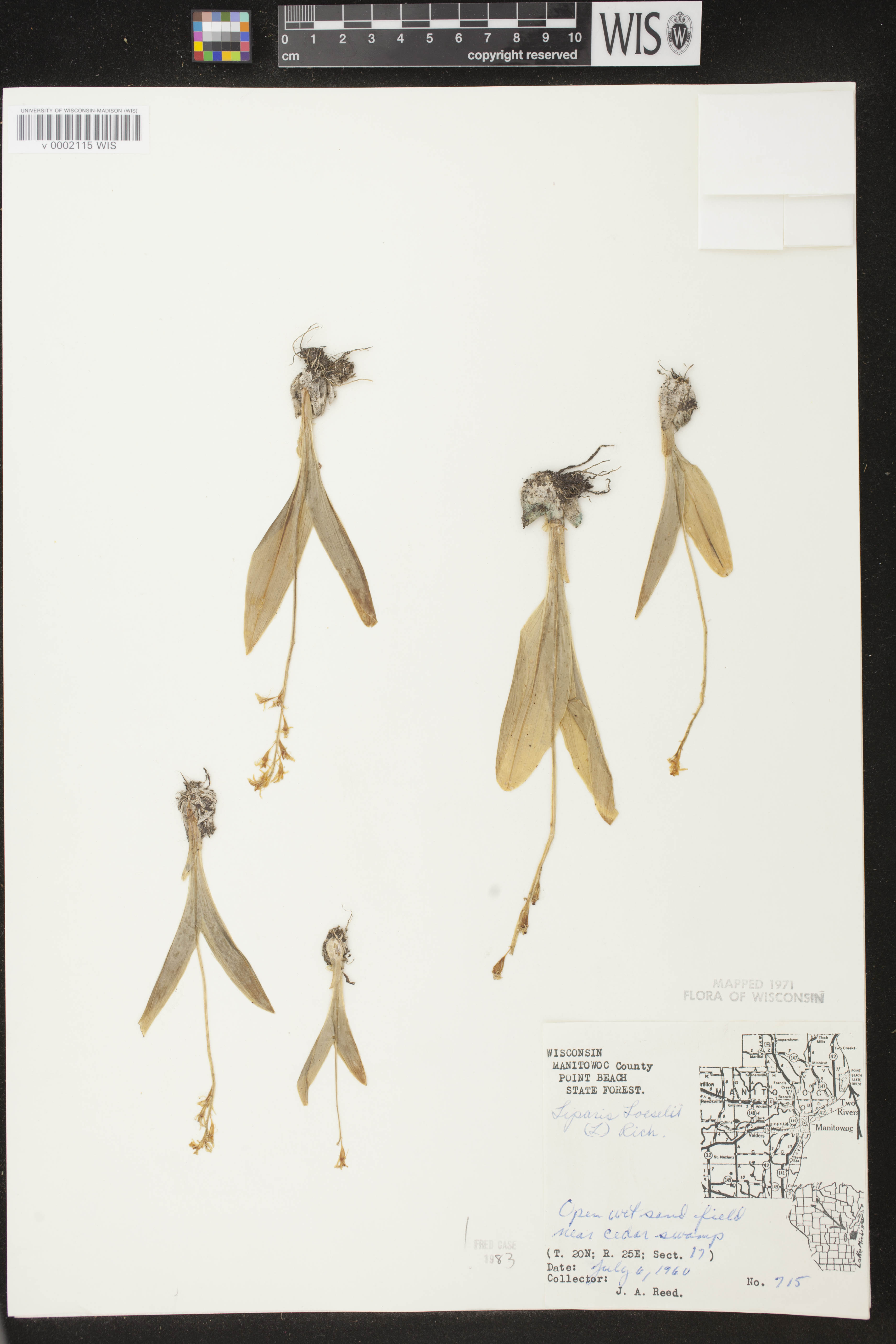 Liparis loeselii image