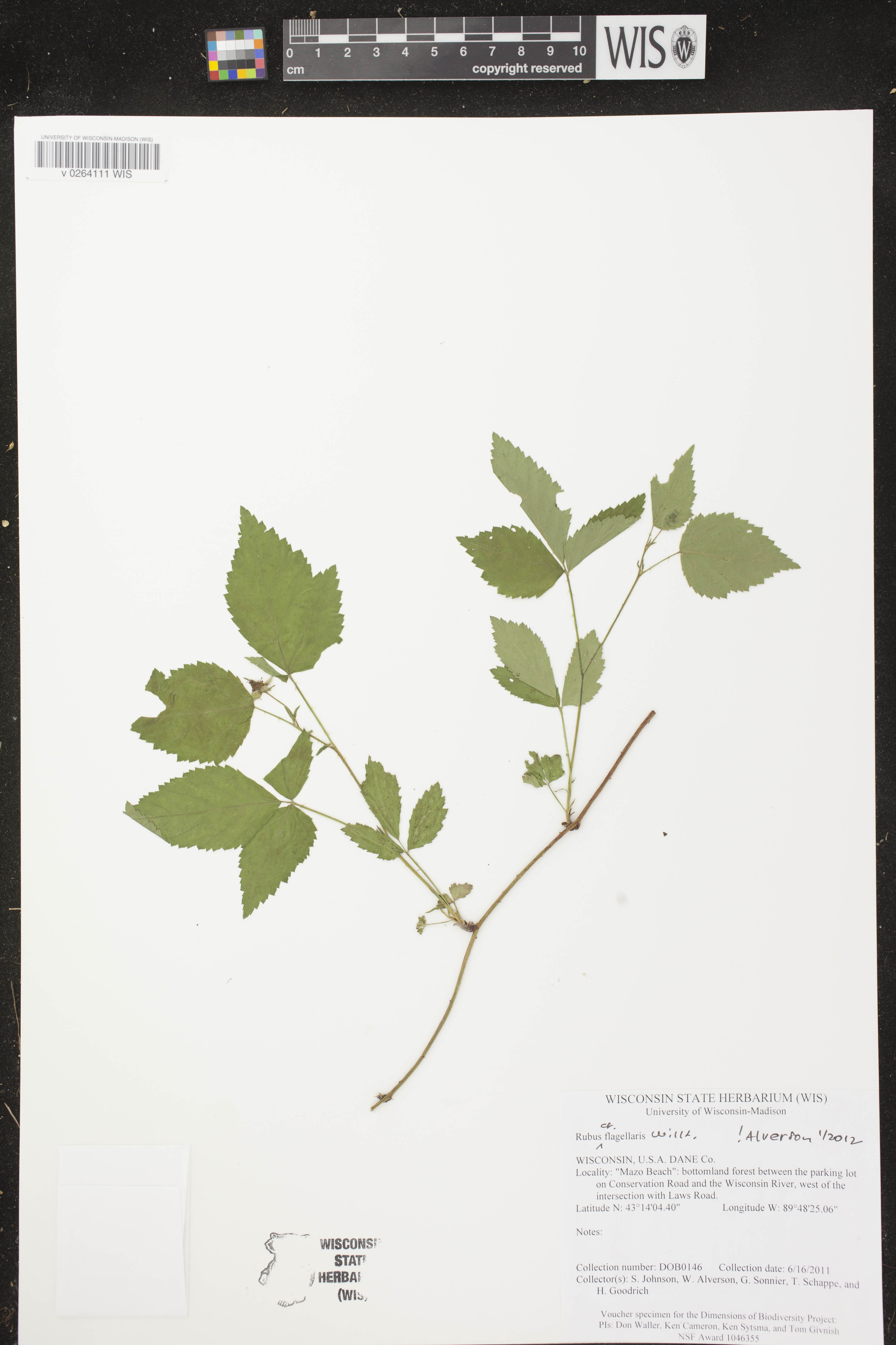 Rubus flagellaris image