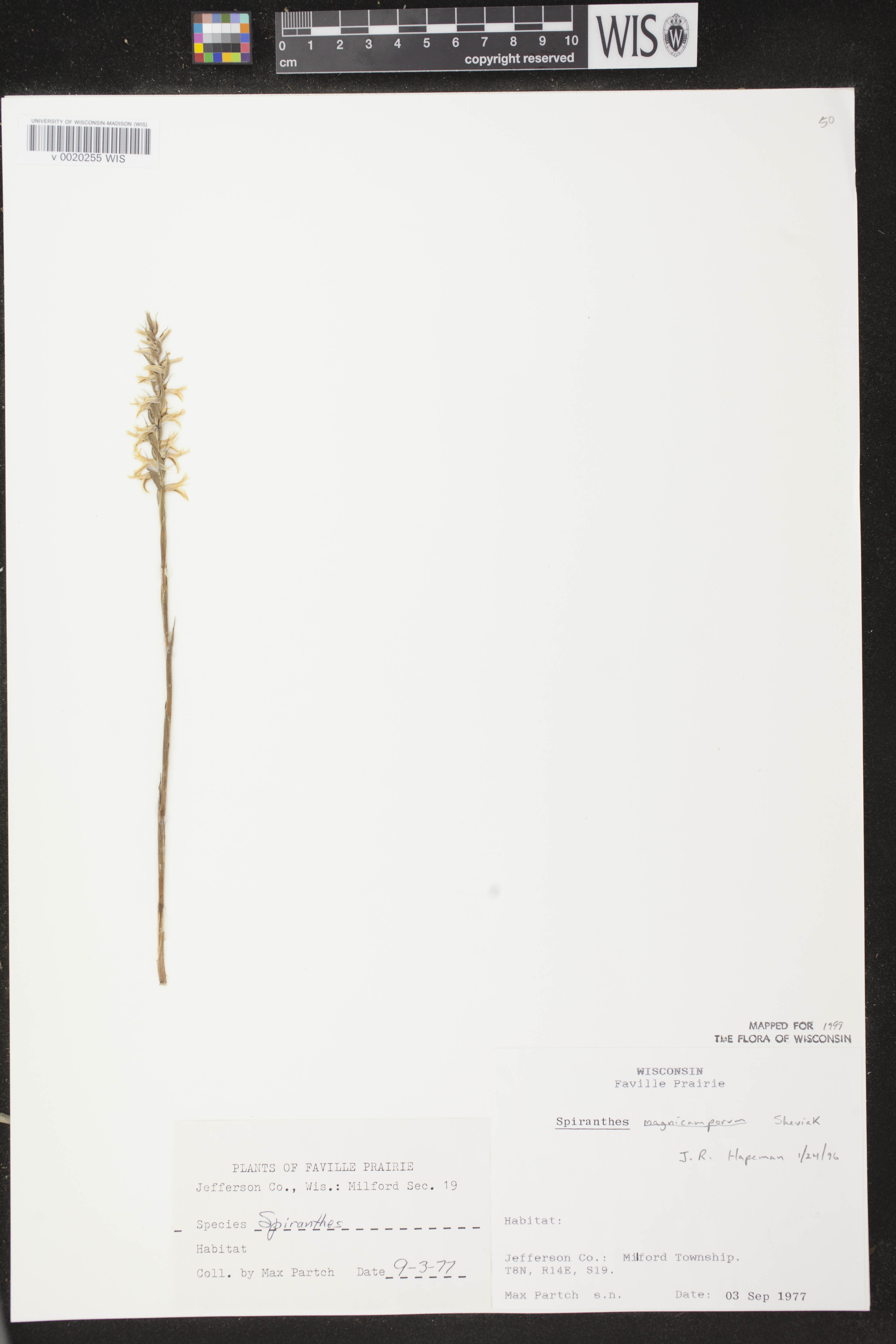Spiranthes magnicamporum image