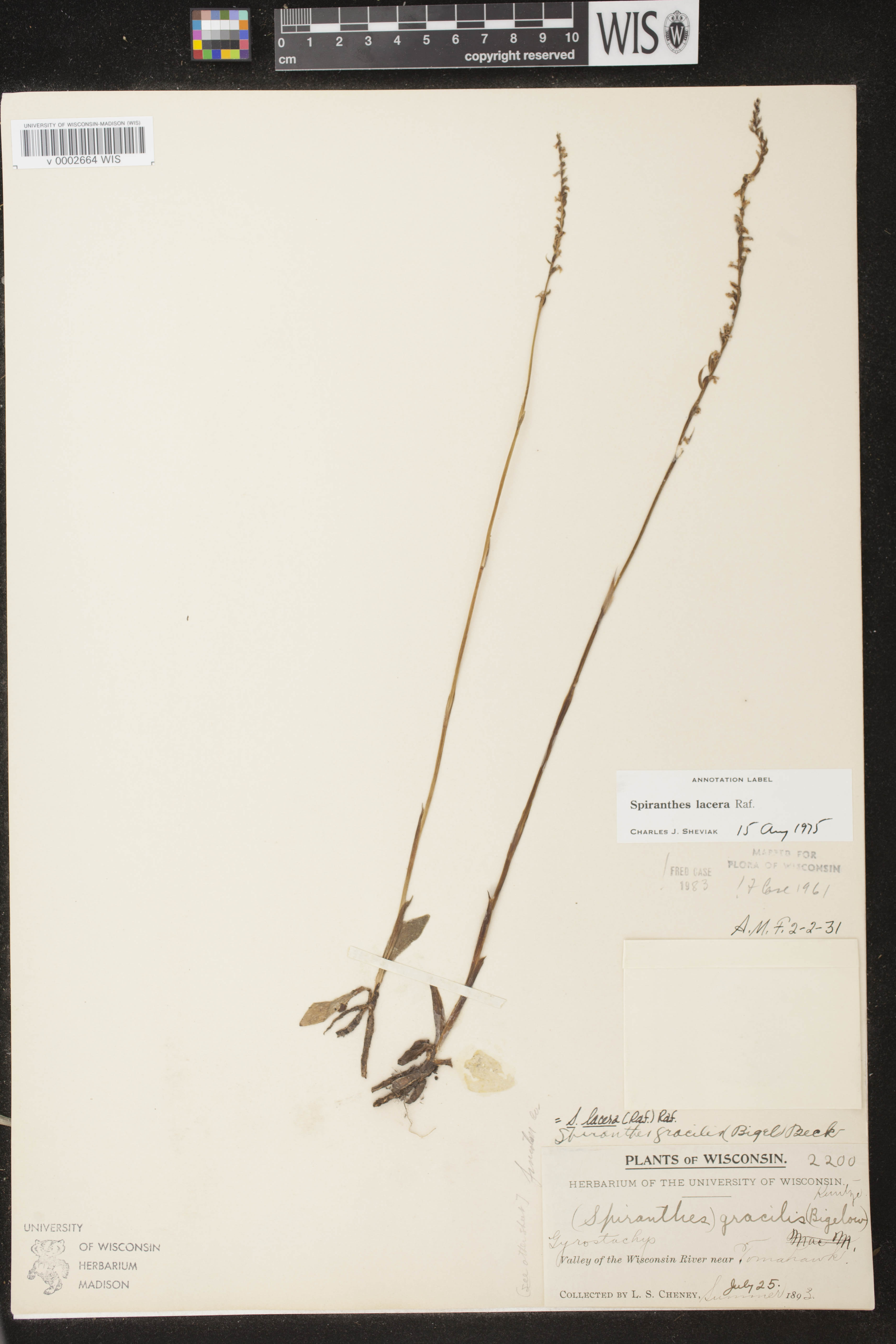 Spiranthes lacera var. lacera image