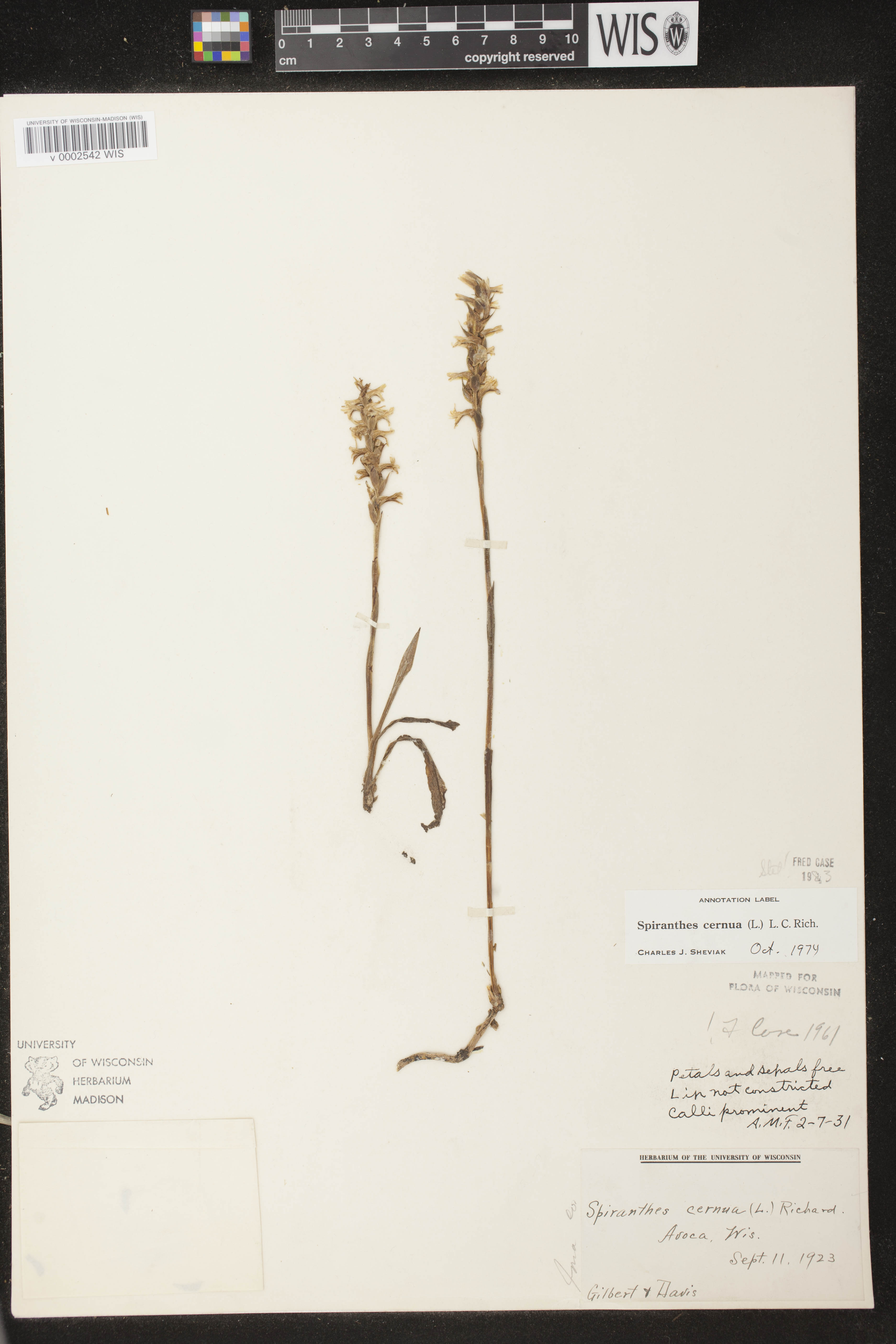 Spiranthes cernua image