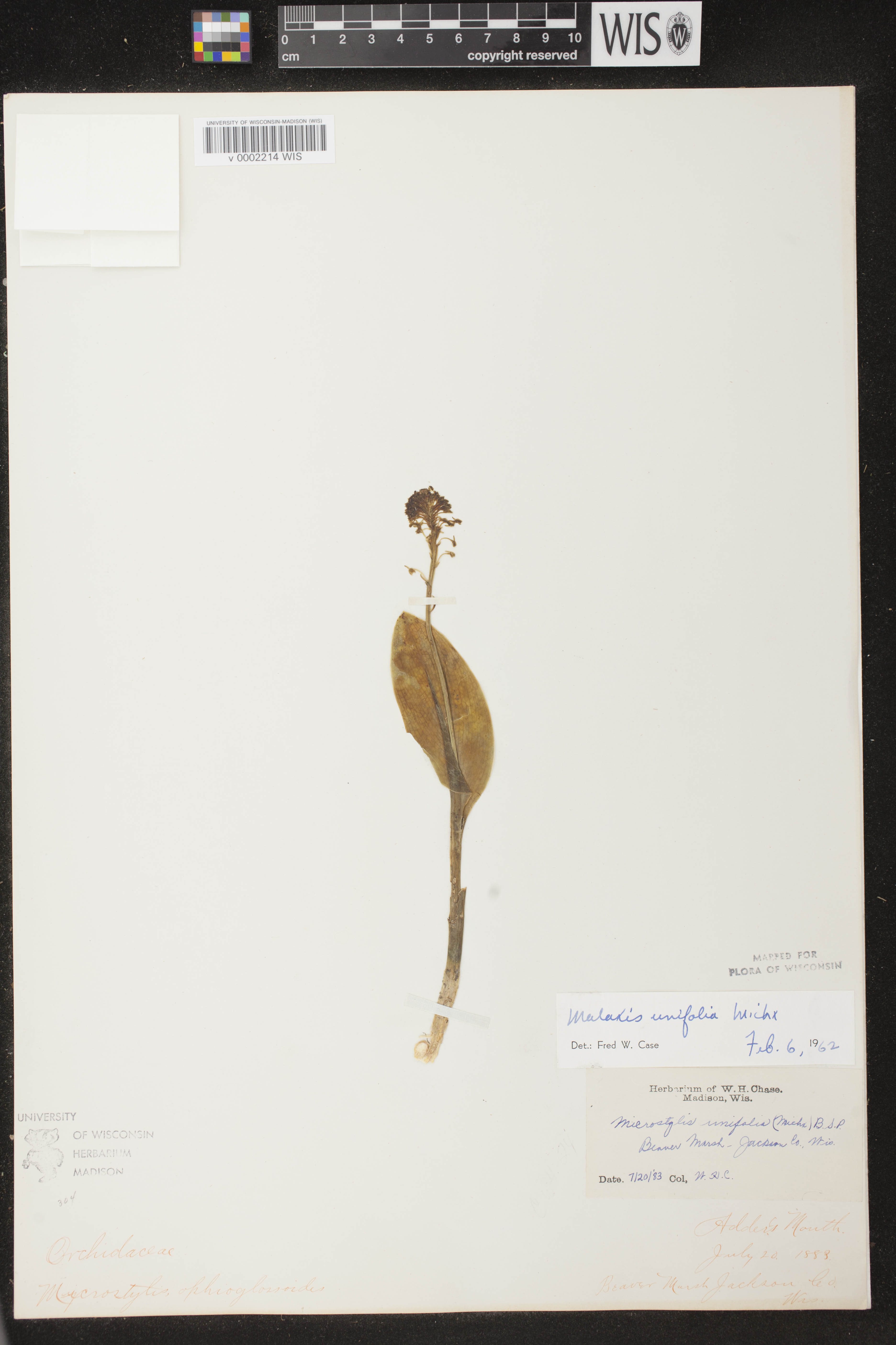 Malaxis unifolia image