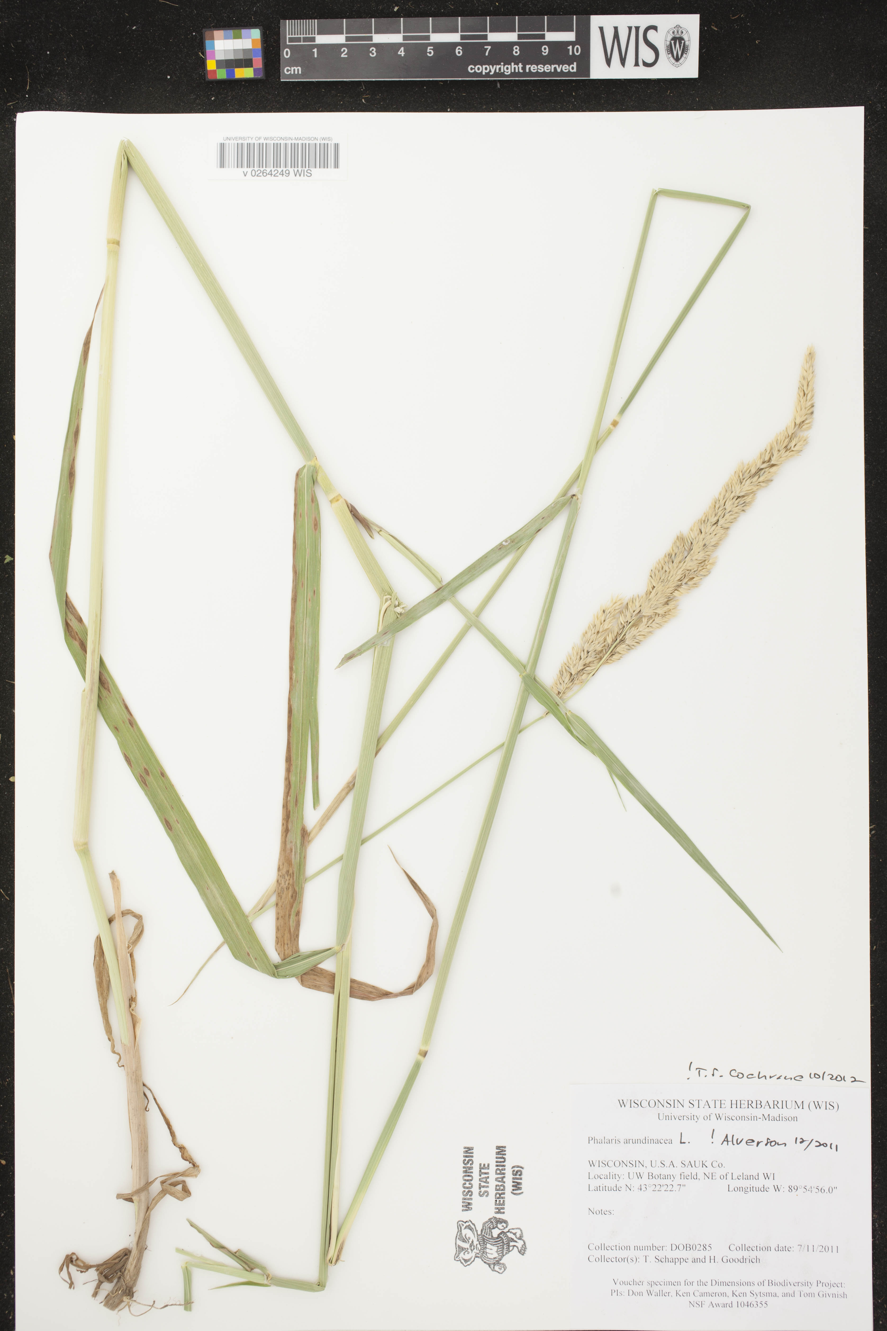 Phalaris arundinacea image