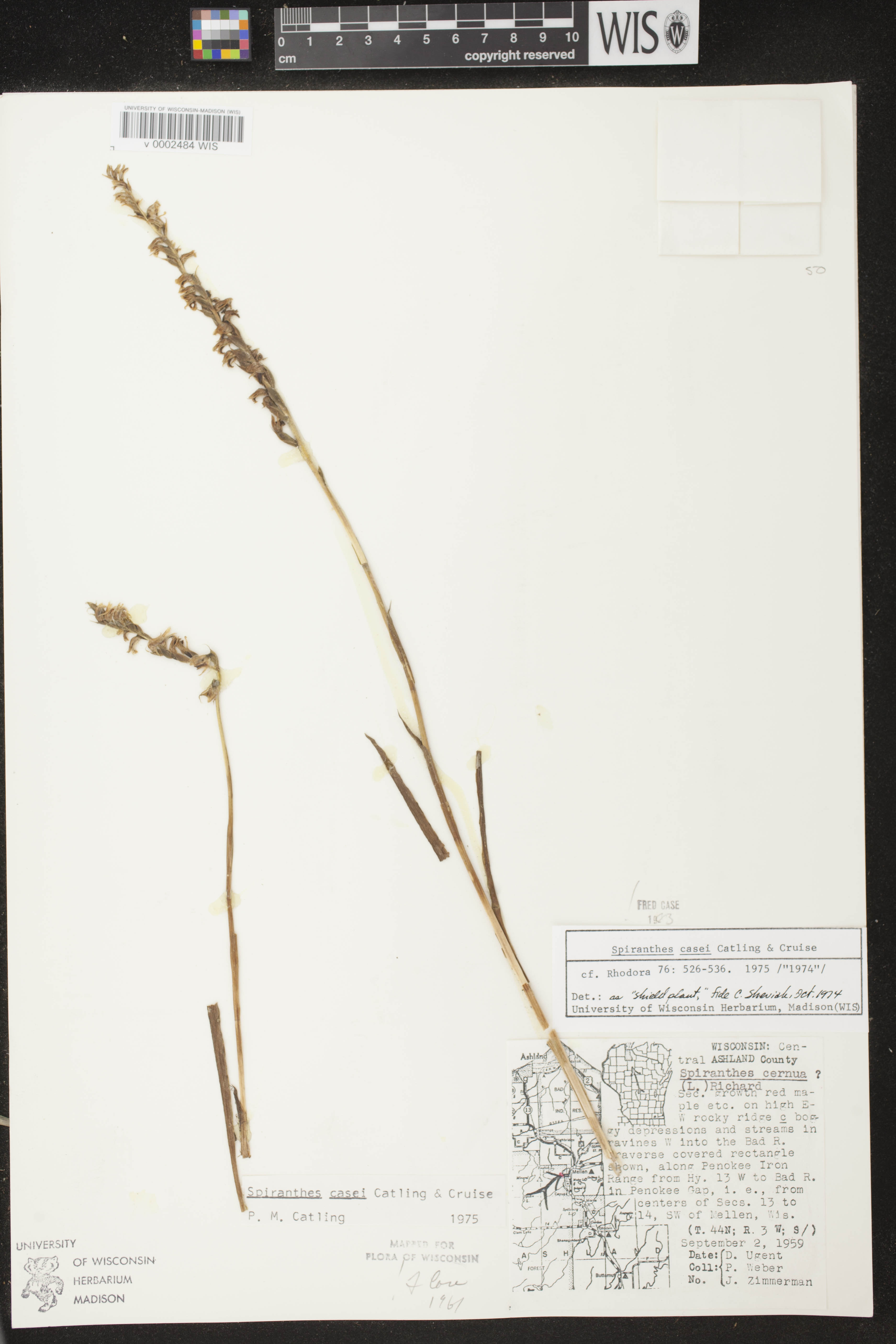 Spiranthes casei image