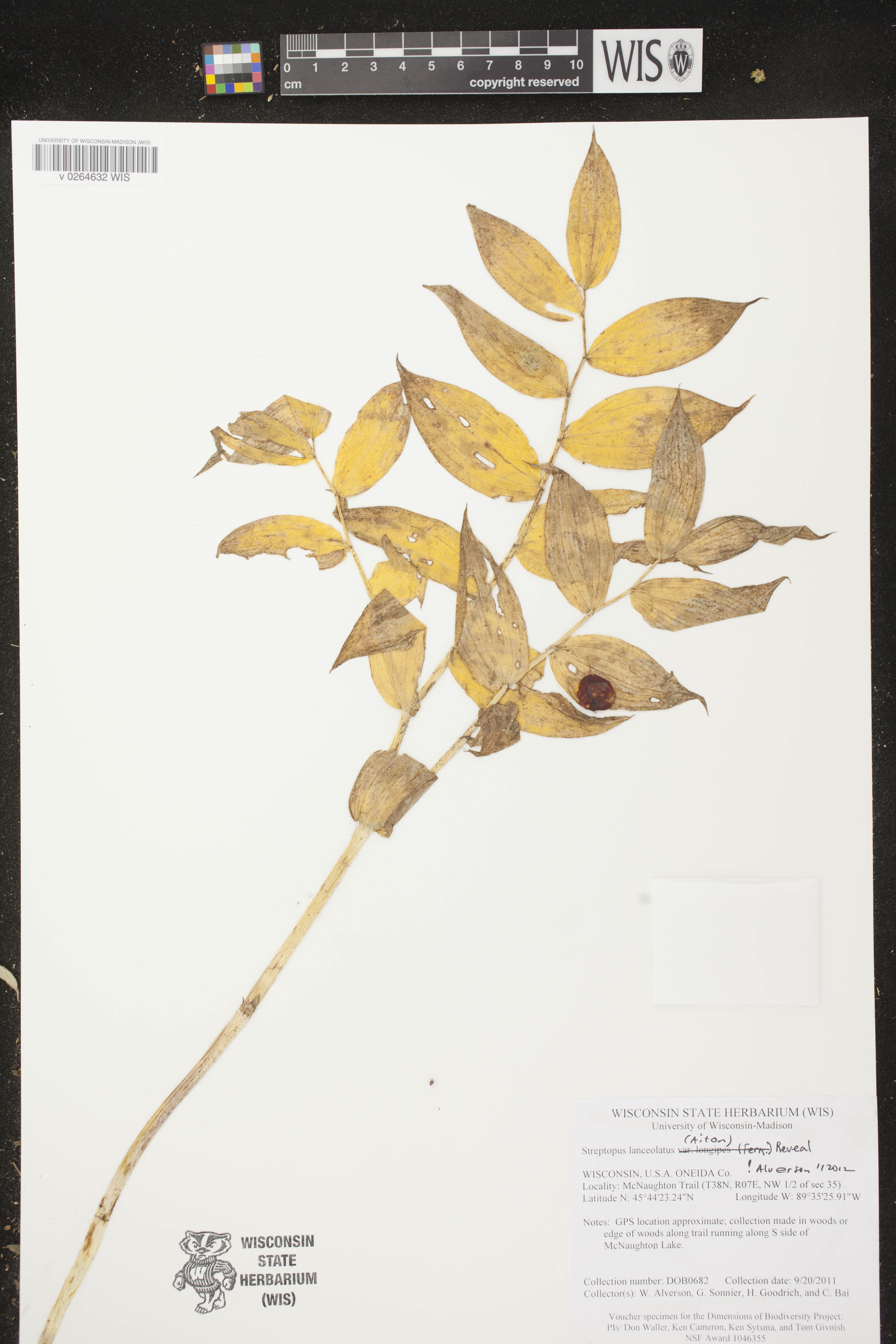 Streptopus lanceolatus image