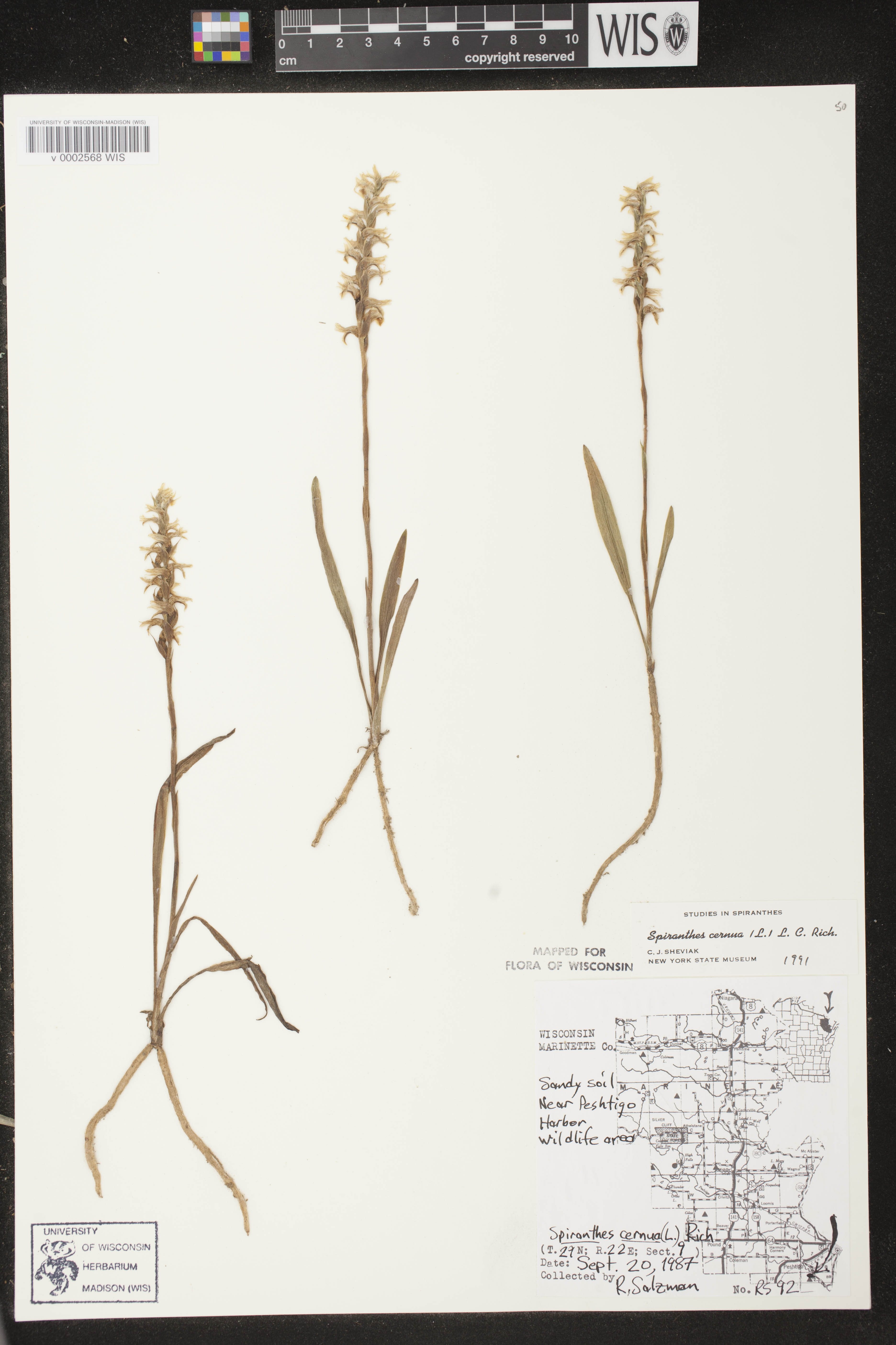 Spiranthes cernua image