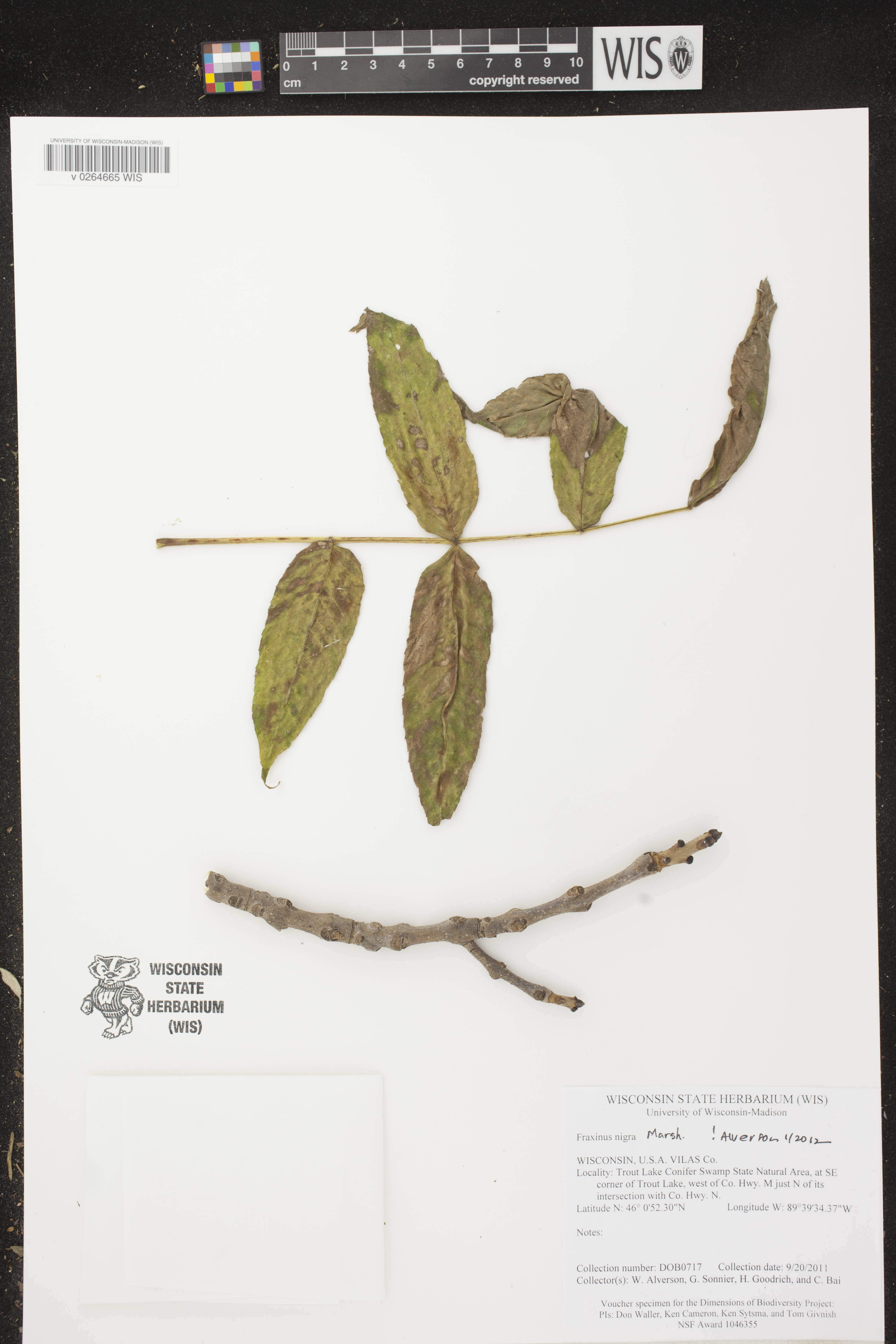 Fraxinus nigra image