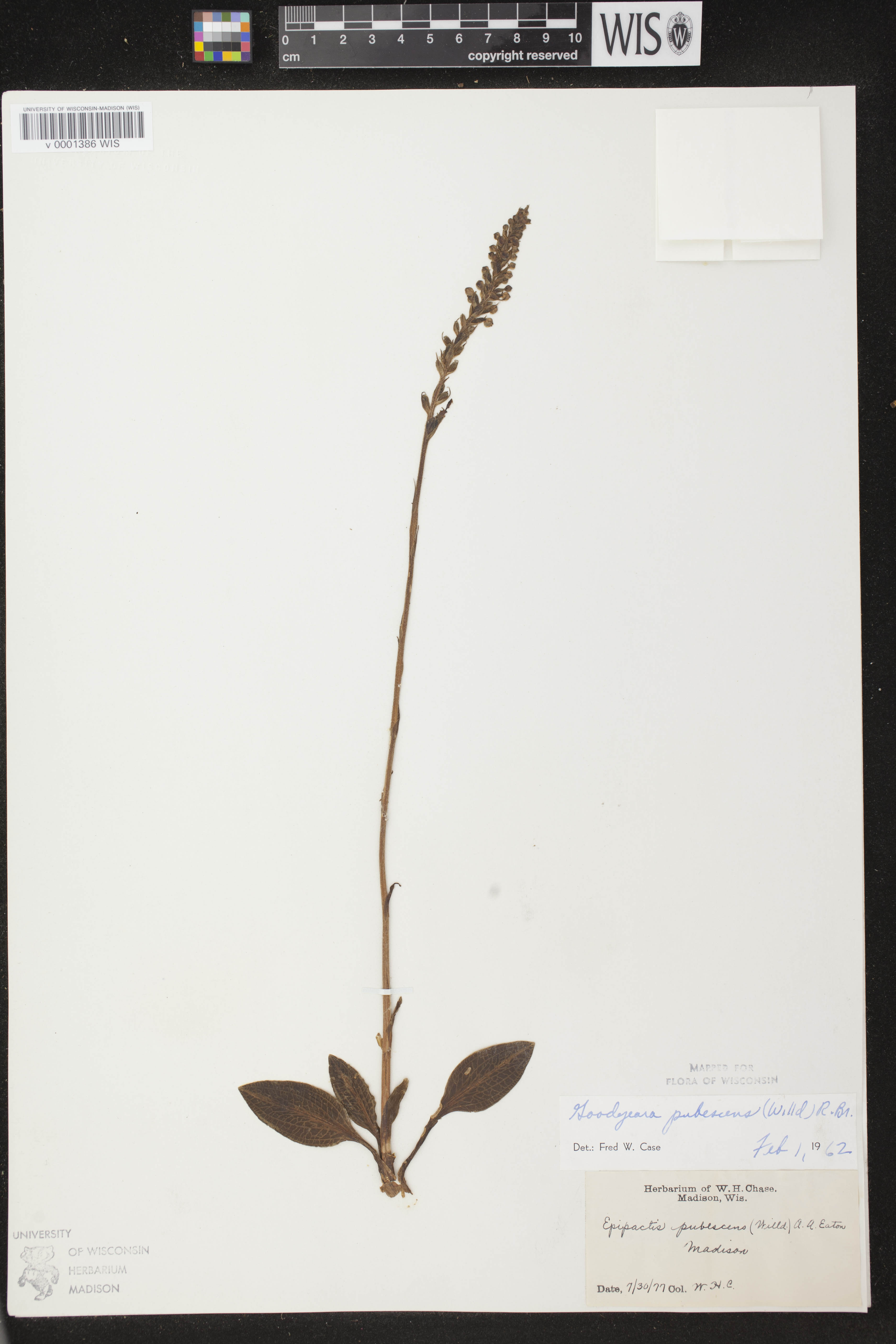 Goodyera pubescens image