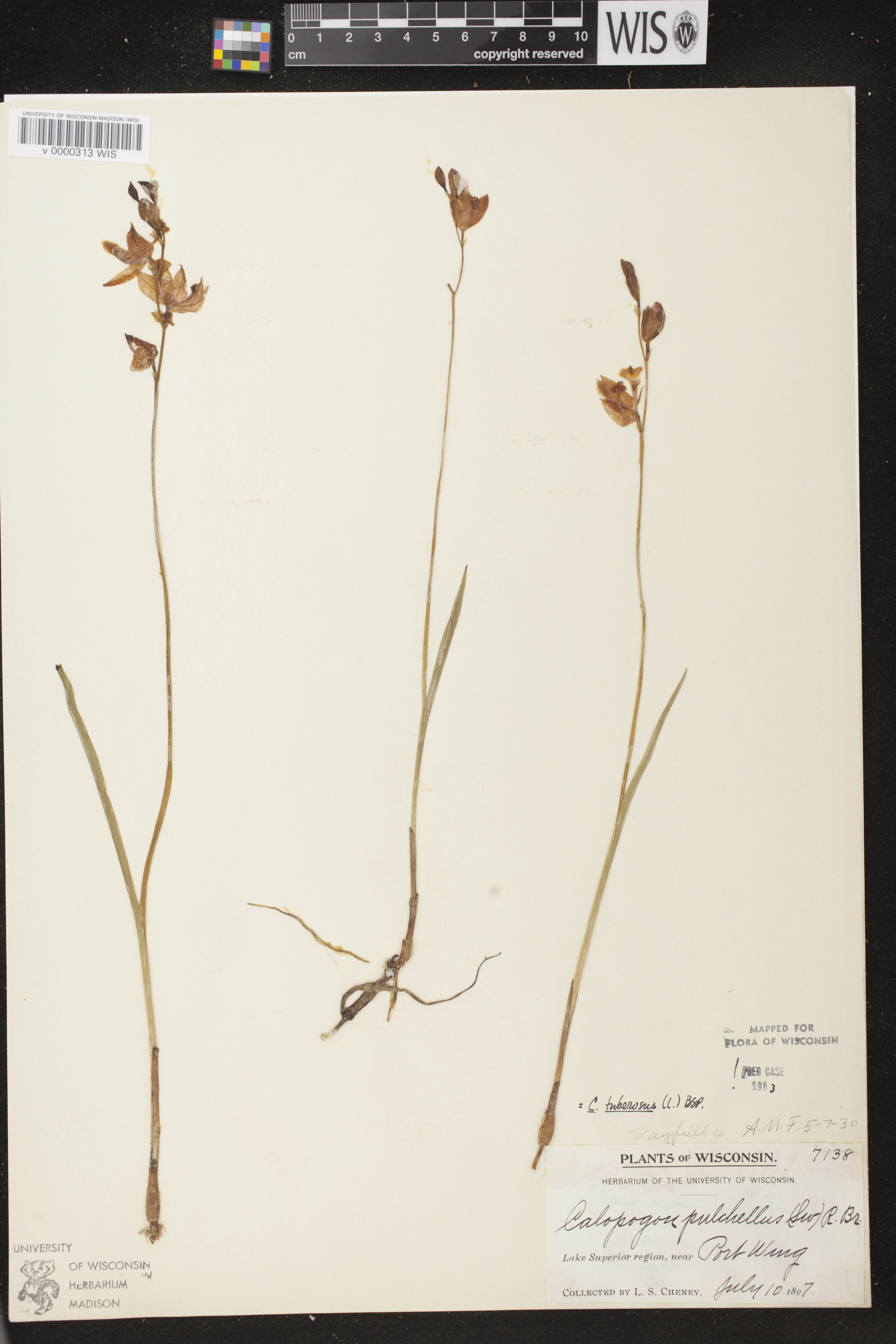 Calopogon tuberosus image
