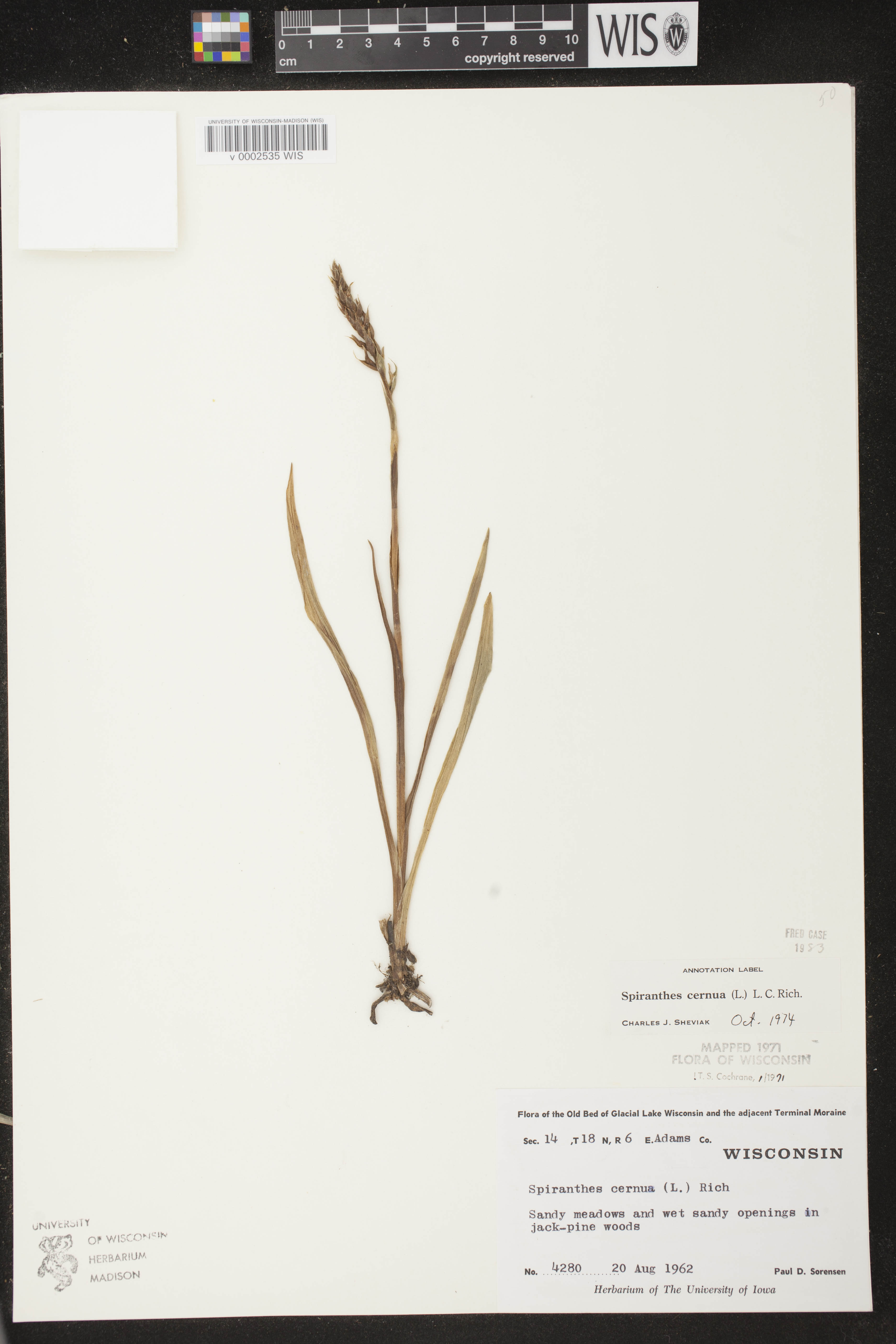 Spiranthes cernua image